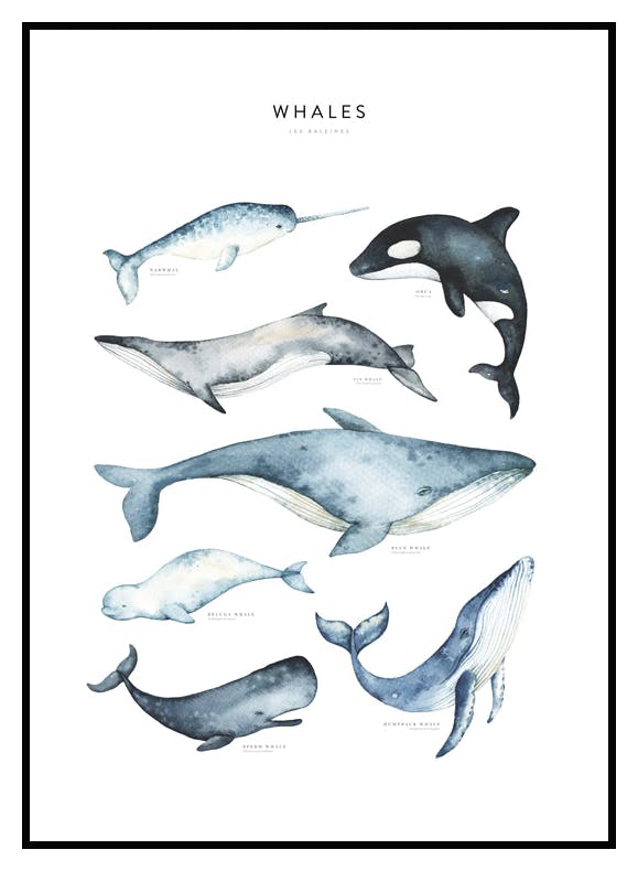 Plakat Wieloryby (40x50 cm) - Poster Store