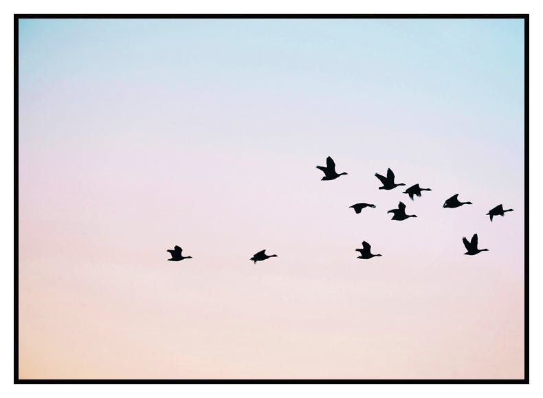 Sunrise sky birds Poster (21x30 cm) - Poster Store