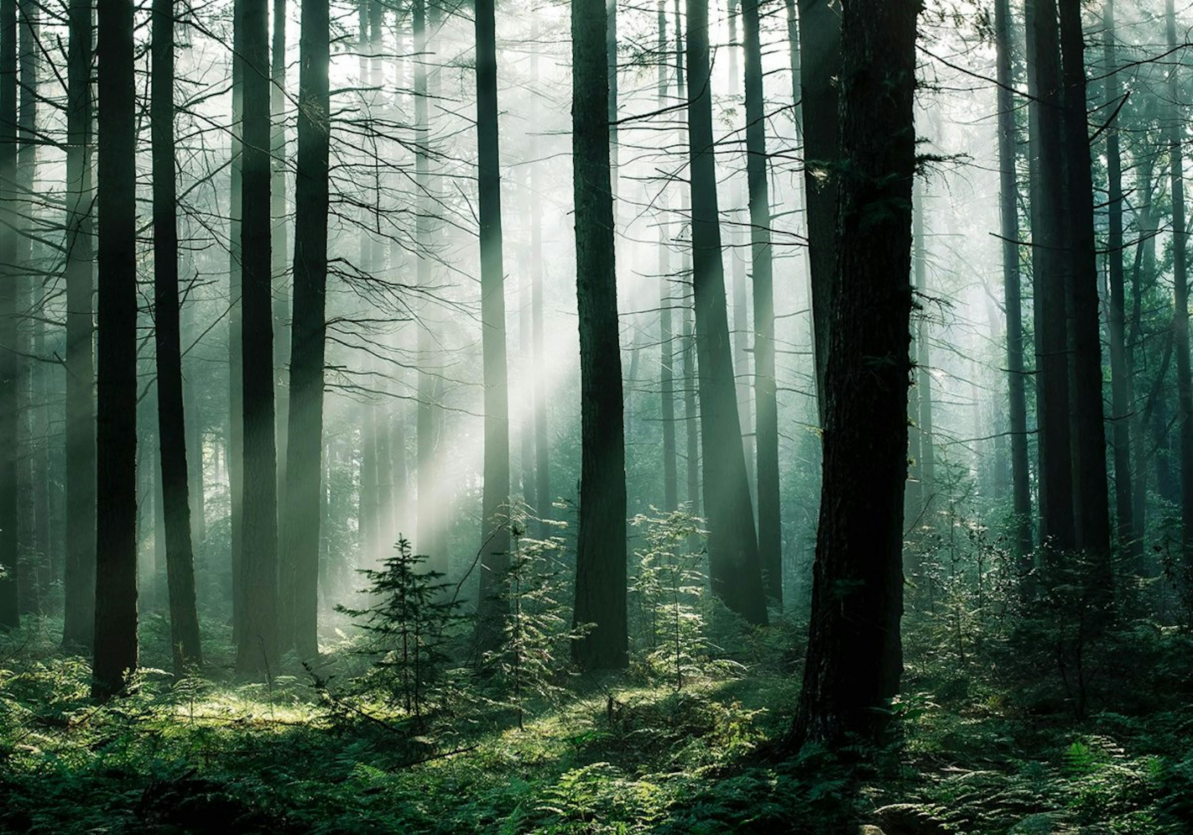 Forest Sunrise Poster 0