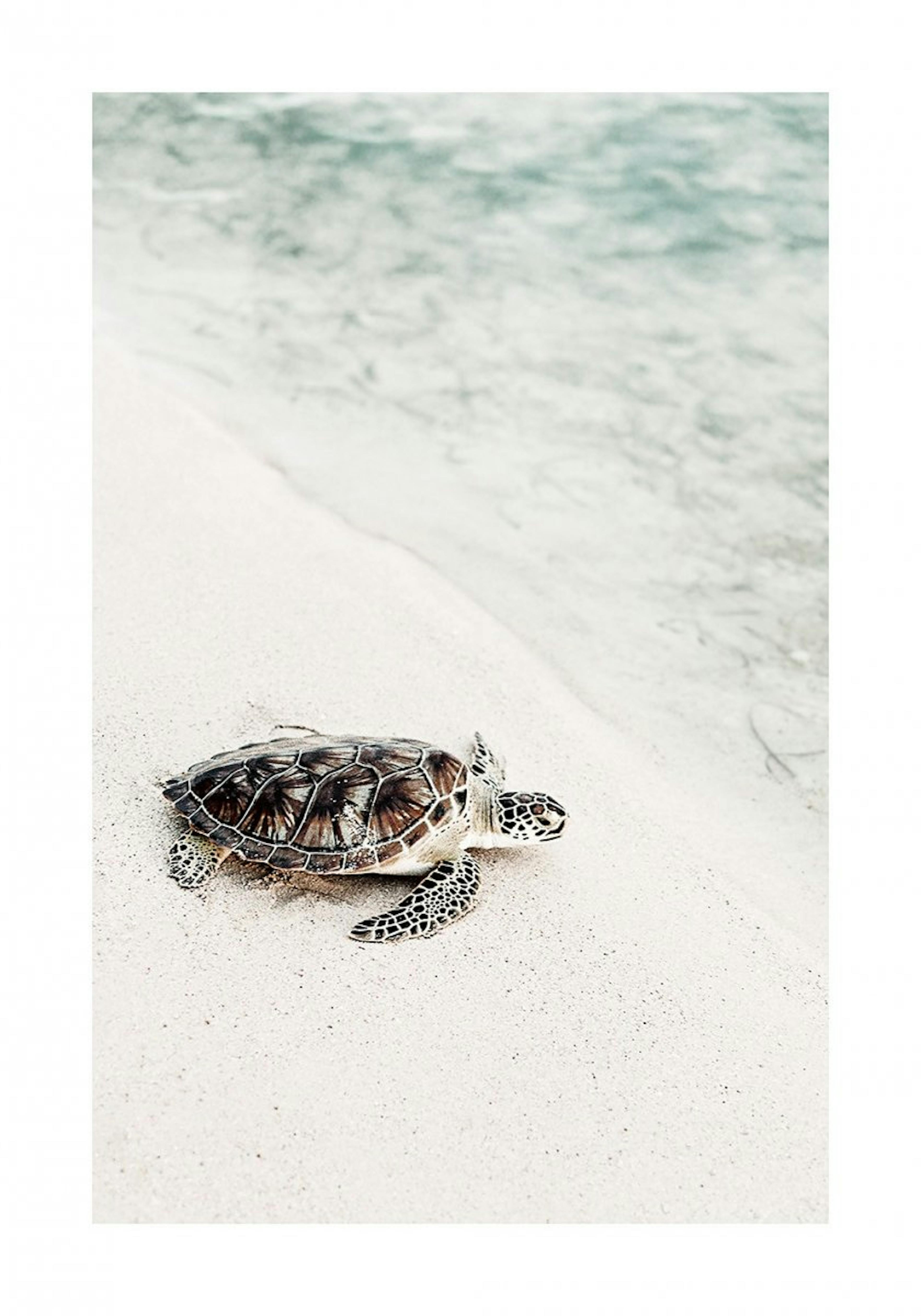 Schildkröte am Strand Poster 0