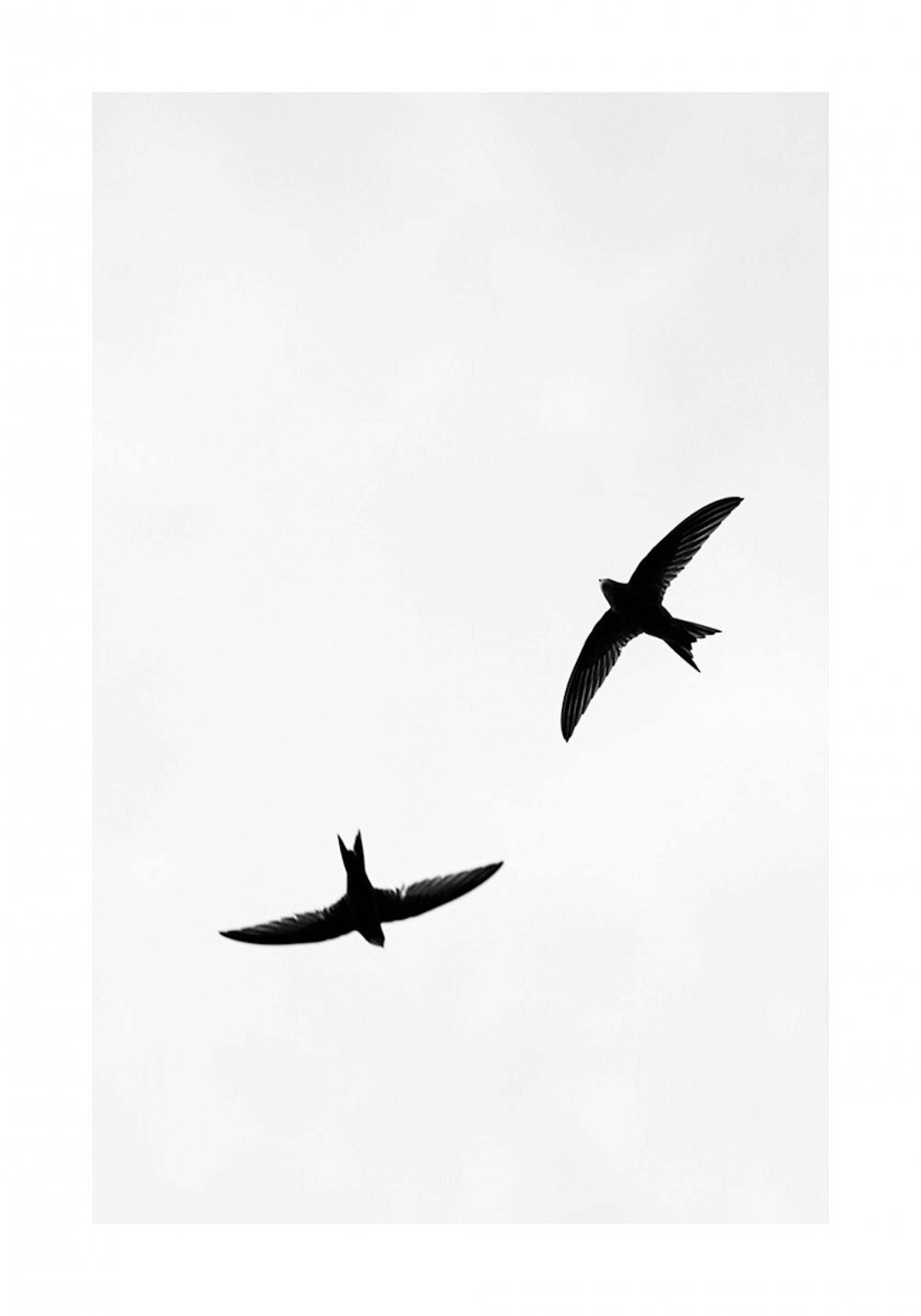 Birds Above Poster 0