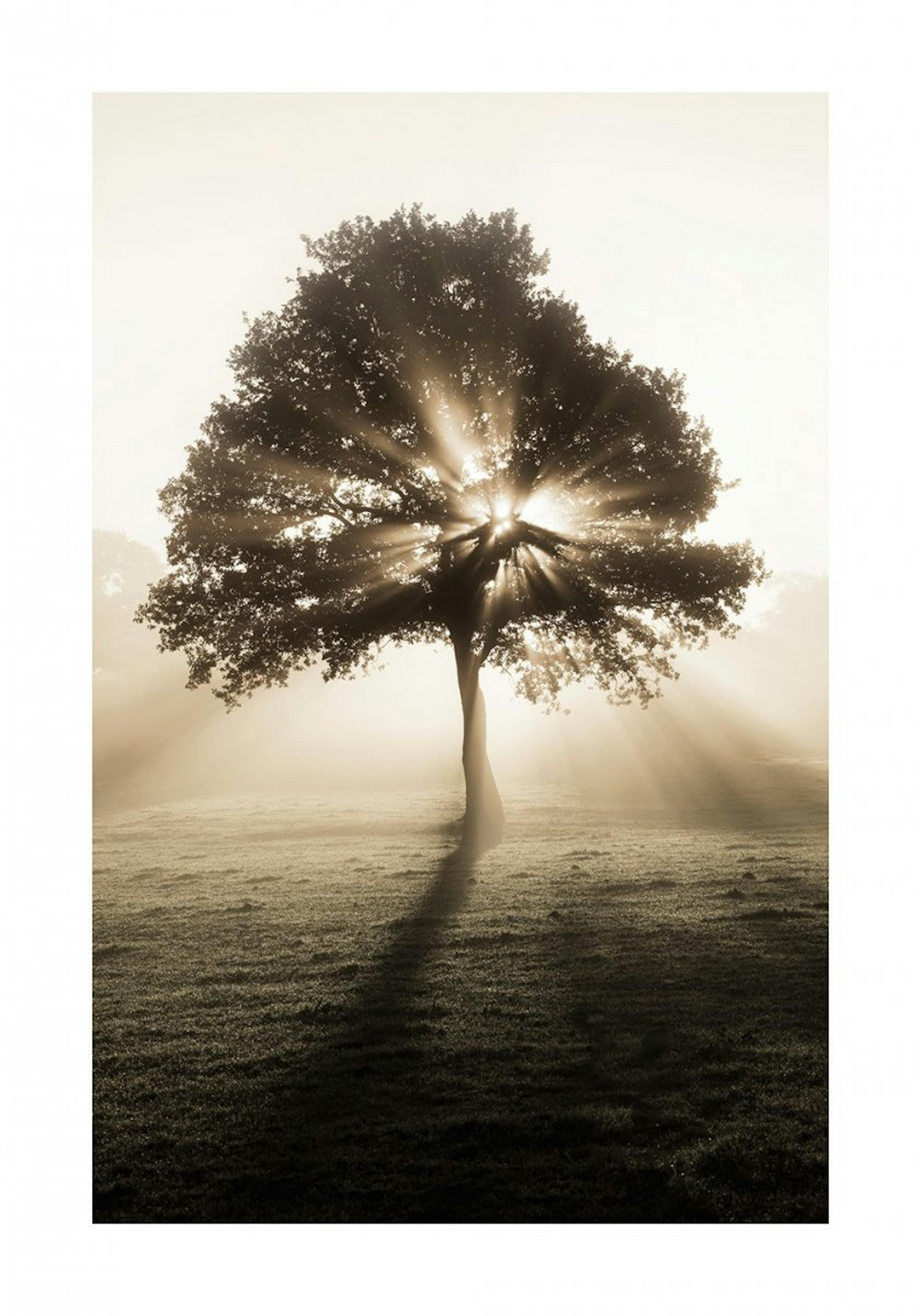 Arbre au soleil levant Poster 0