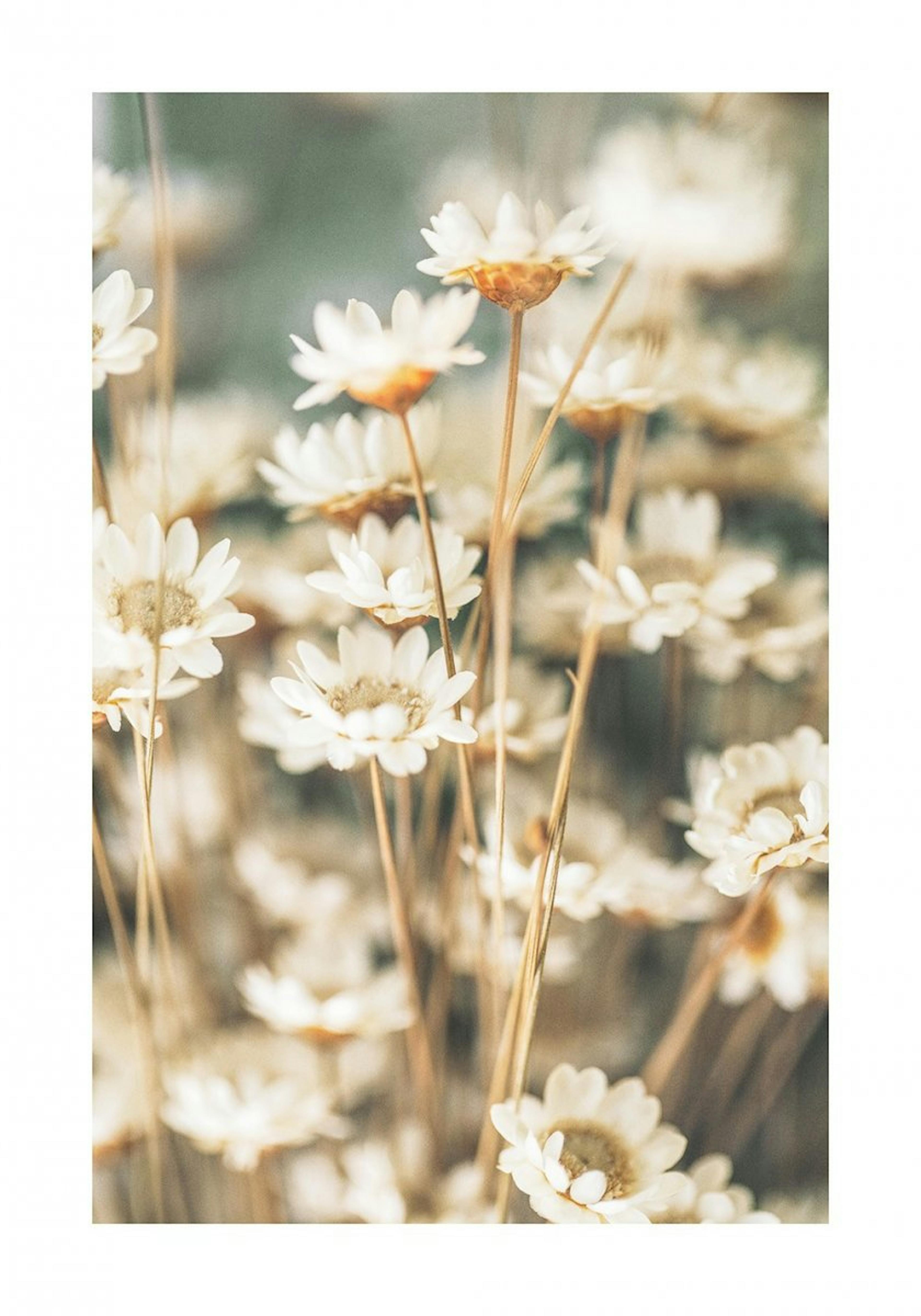 Sommerblumen Poster 0