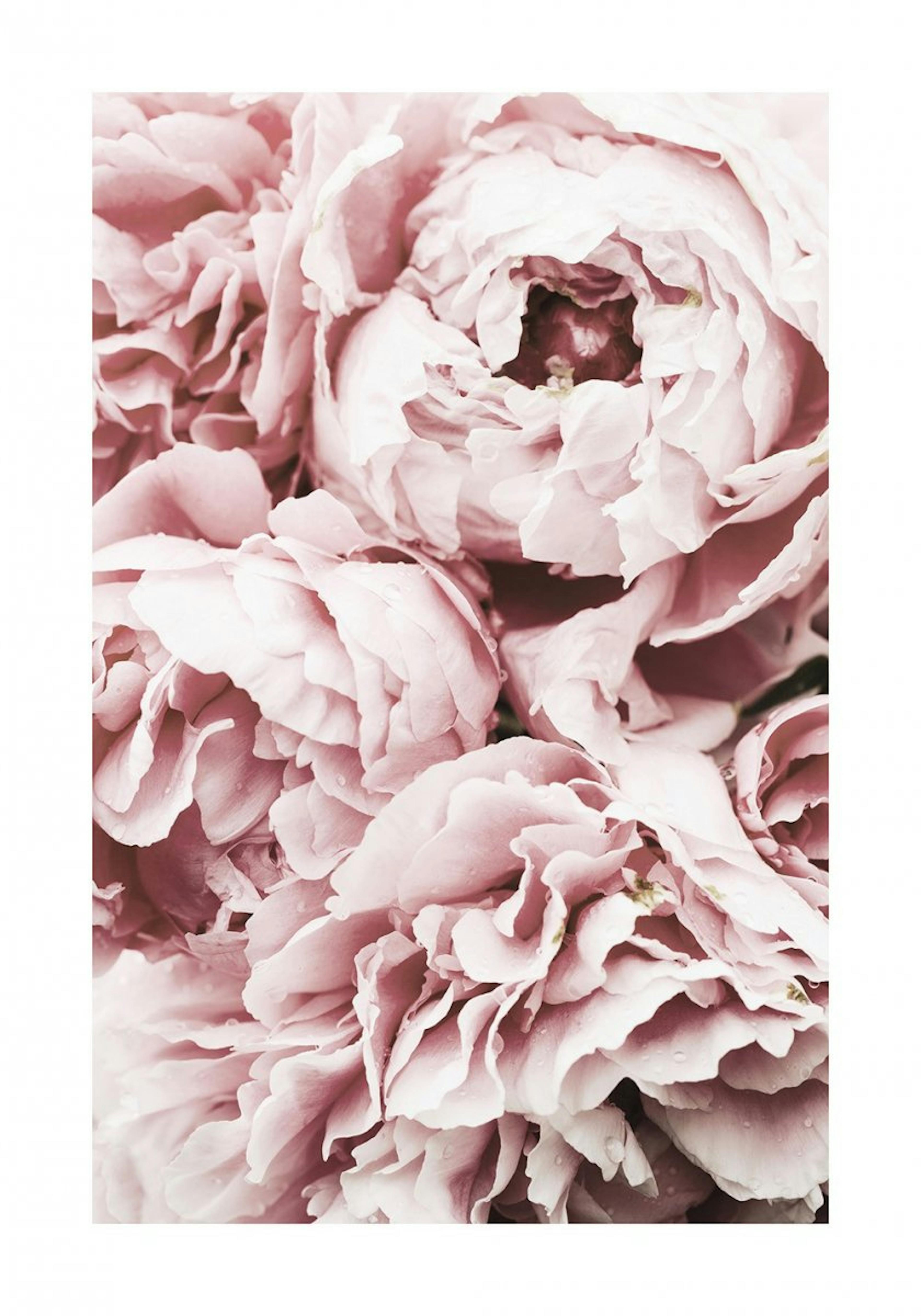 Peonías rosadas de ensueño Póster 0