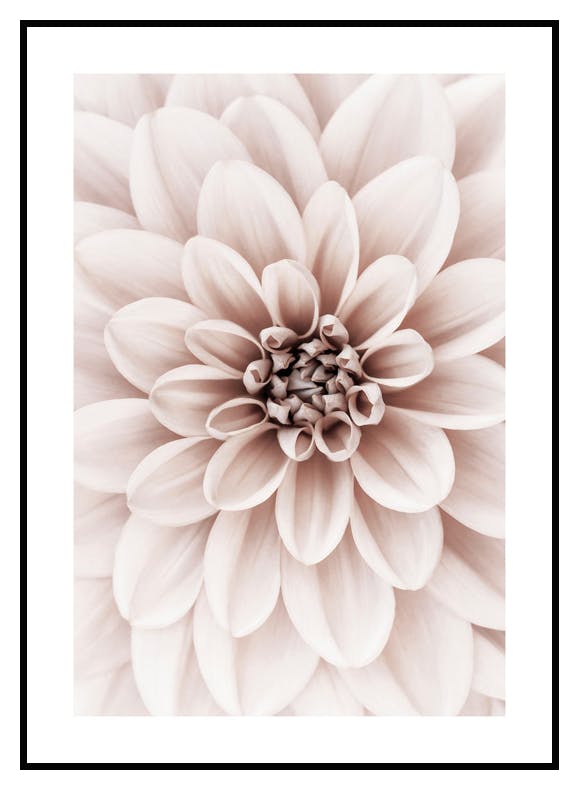 Pink Dahlia Poster (50x70 cm) - Poster Store
