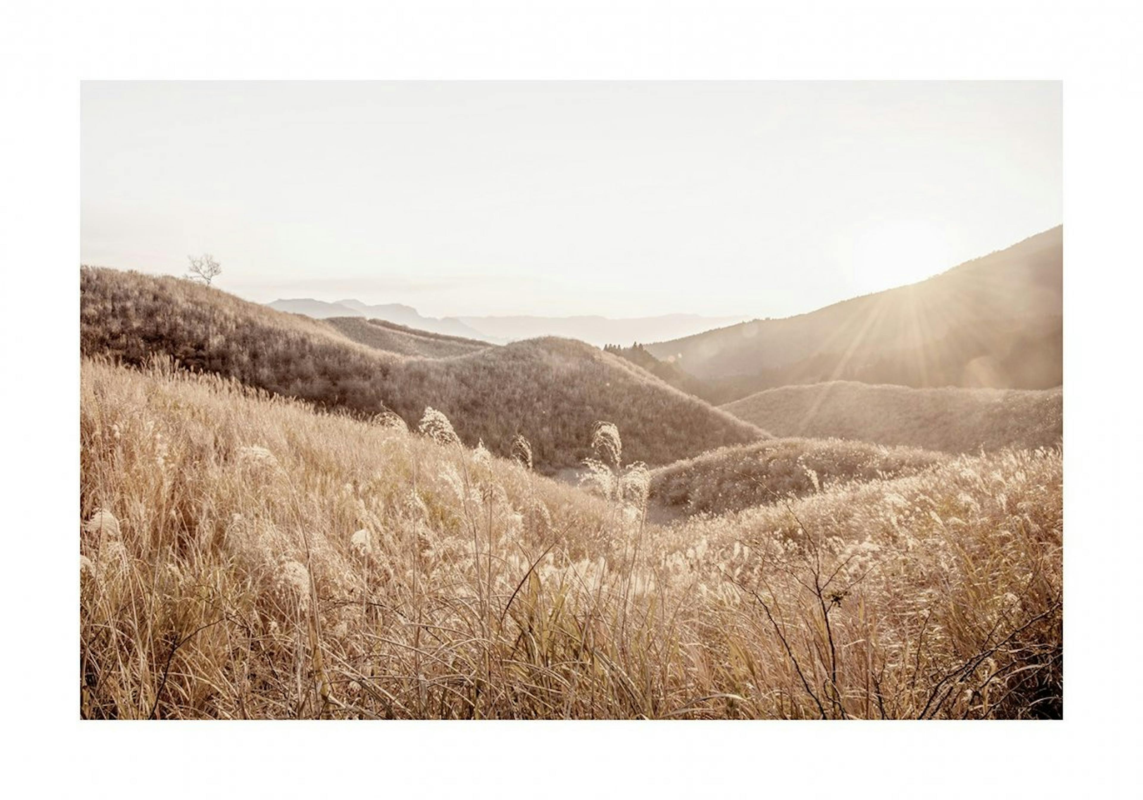 Grassy Meadow Sunrise Poster 0