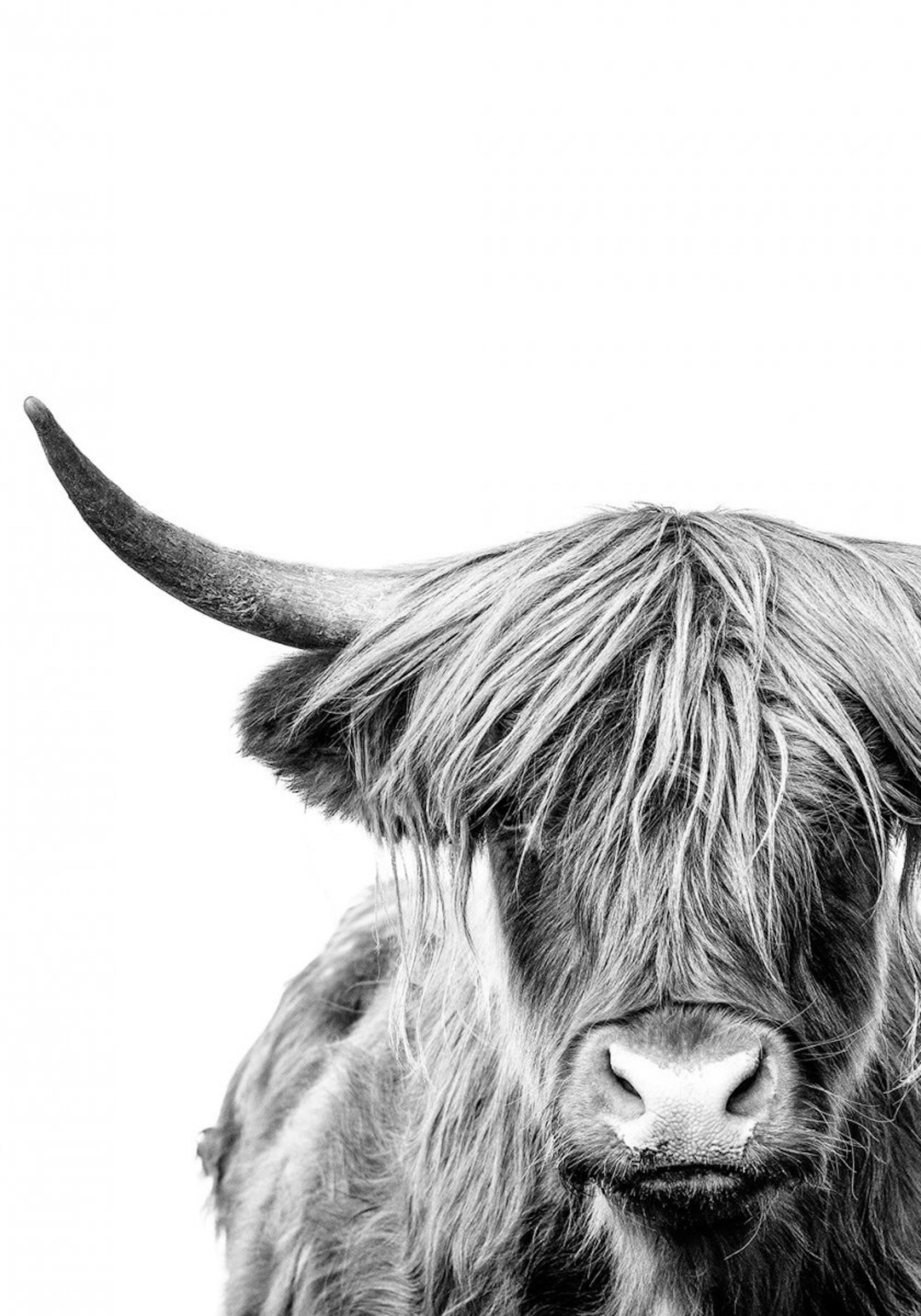 Highland Cow Close Up Poster 0