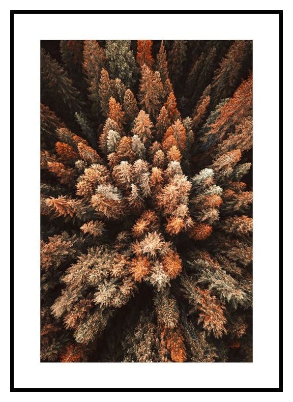 Autumn Forest Poster (50x70 cm) - Poster Store