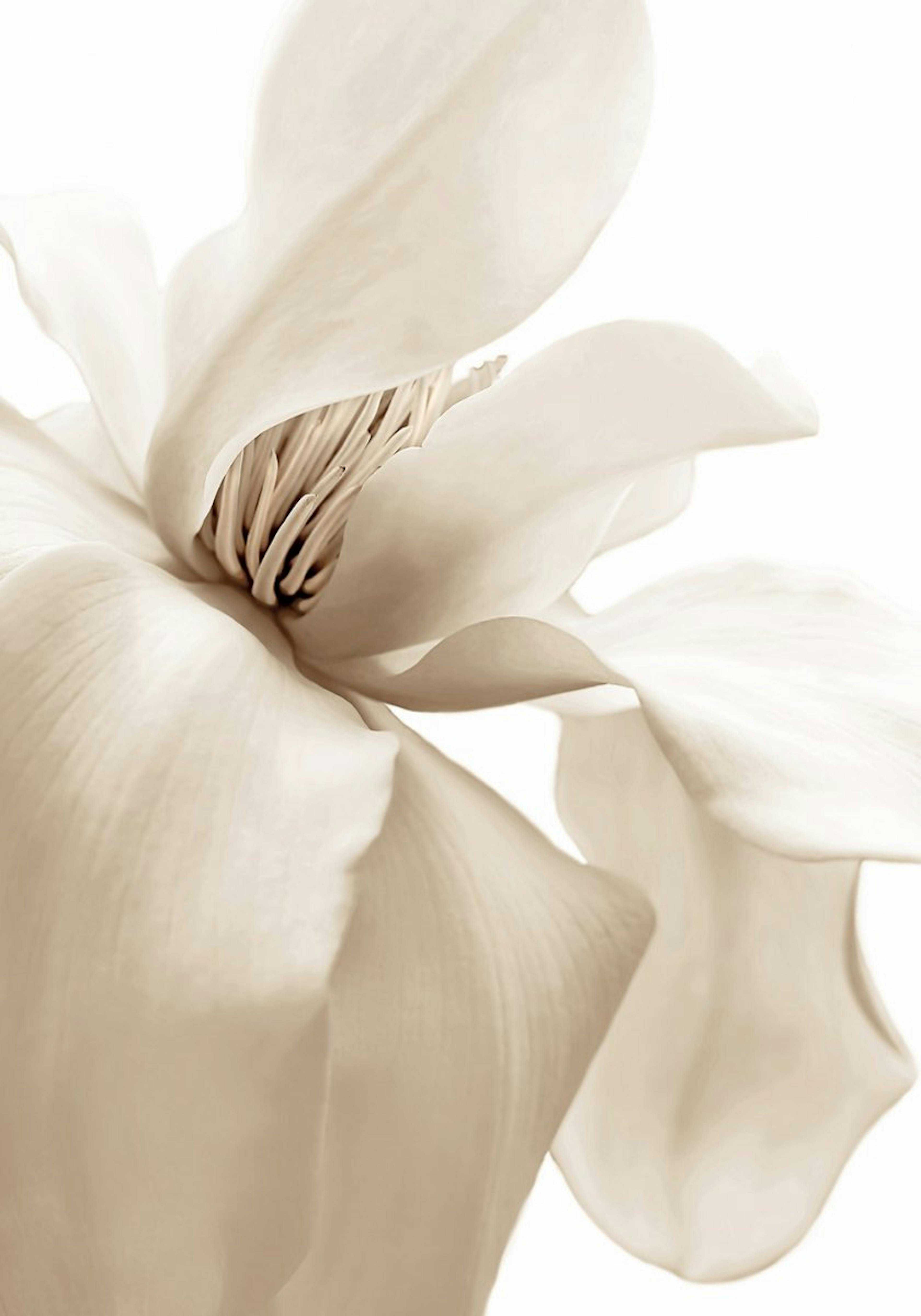 Beige Magnolia Poster 0