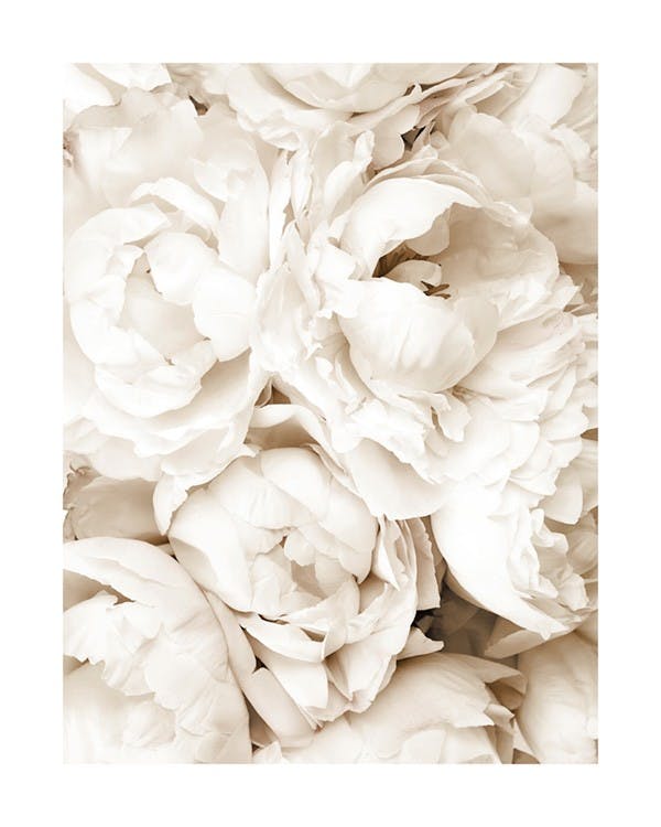 لوحة بالوان الباستيل لزهرة الفاوانيا البيضاء 0