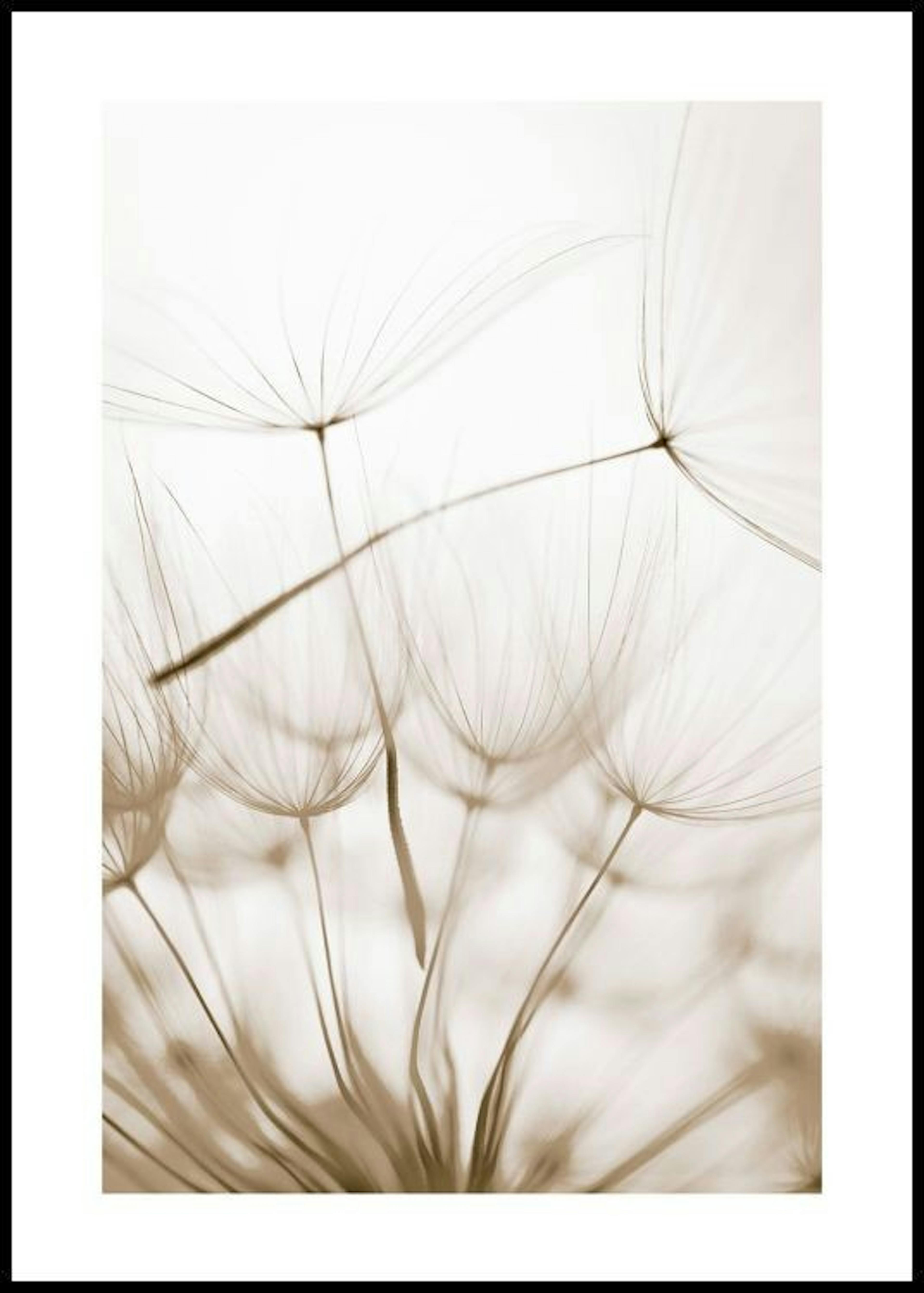 Dandelion Seeds Affiche 0