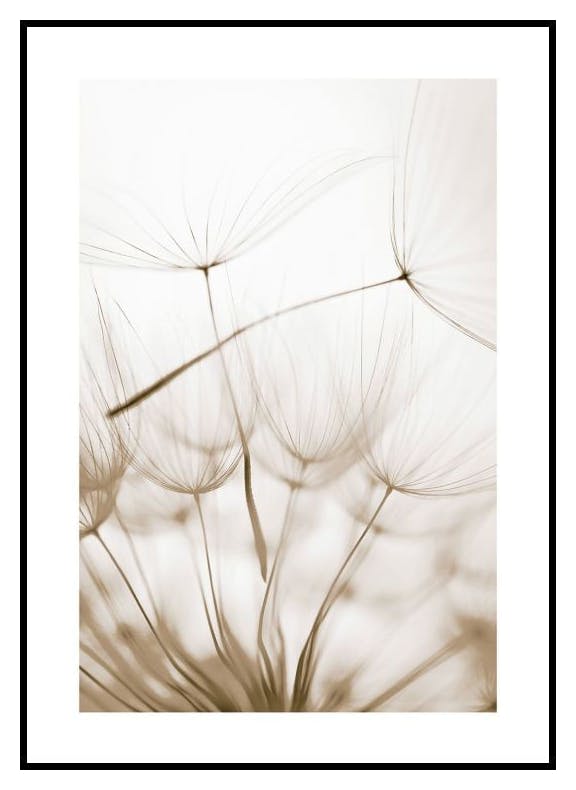 Dandelion Seeds Poster (70x100 cm) - Poster Store