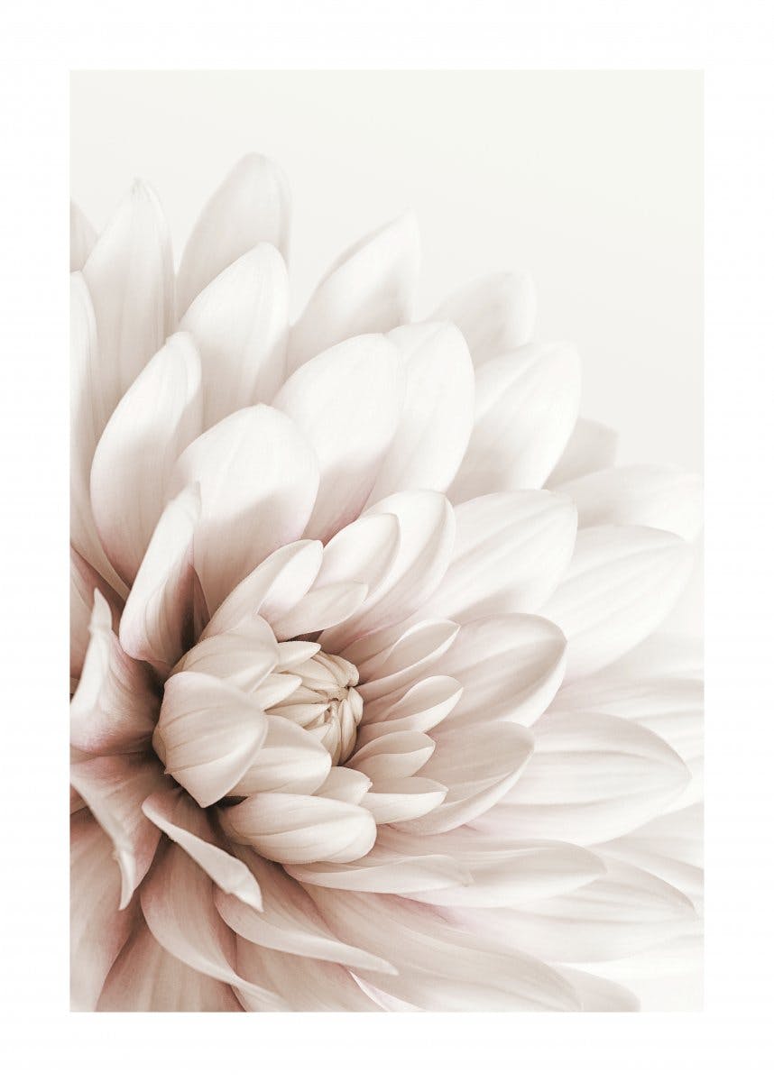 لوحة صورة زهرة داليا الوردية 0
