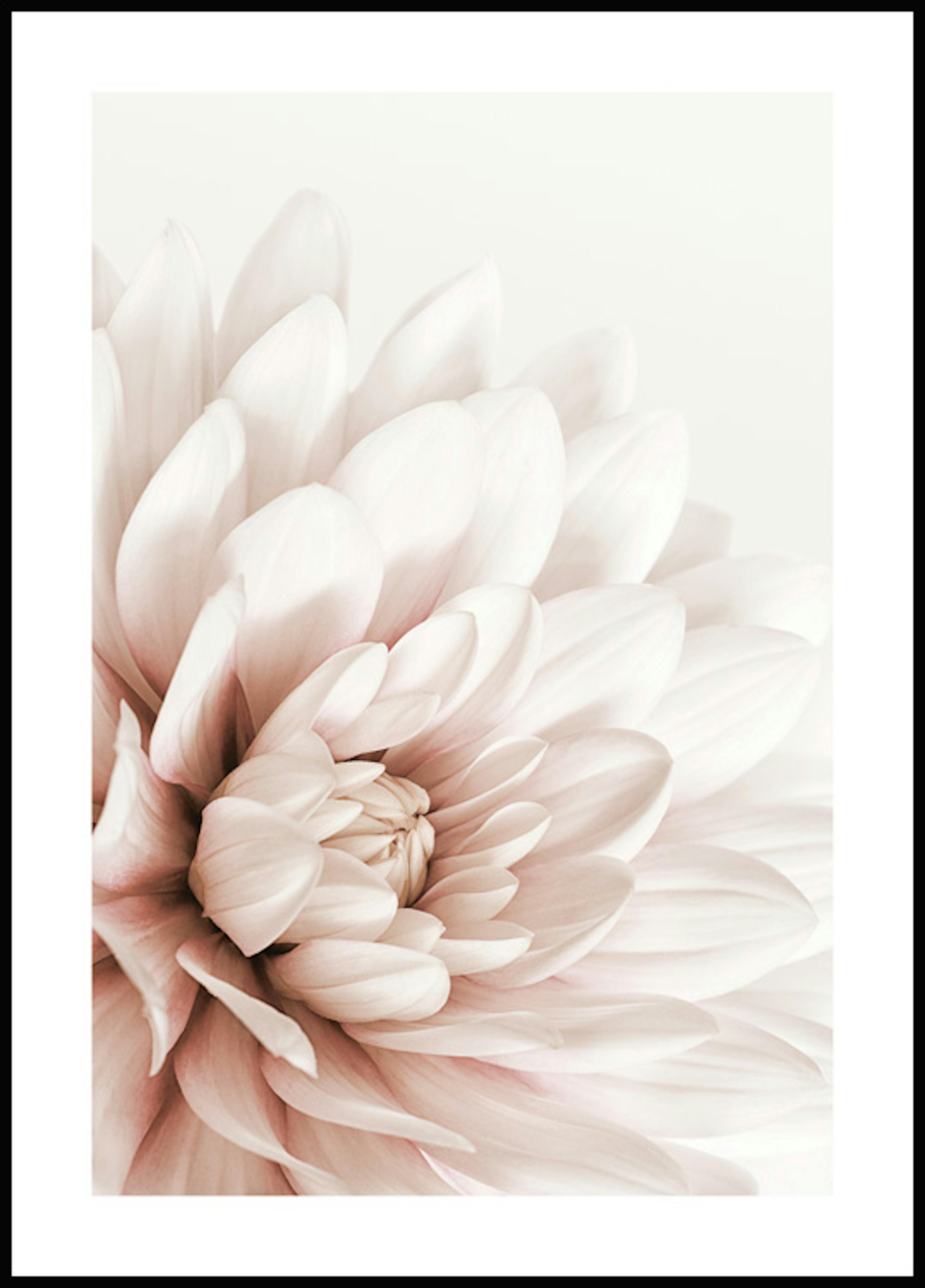 لوحة صورة زهرة داليا الوردية 0