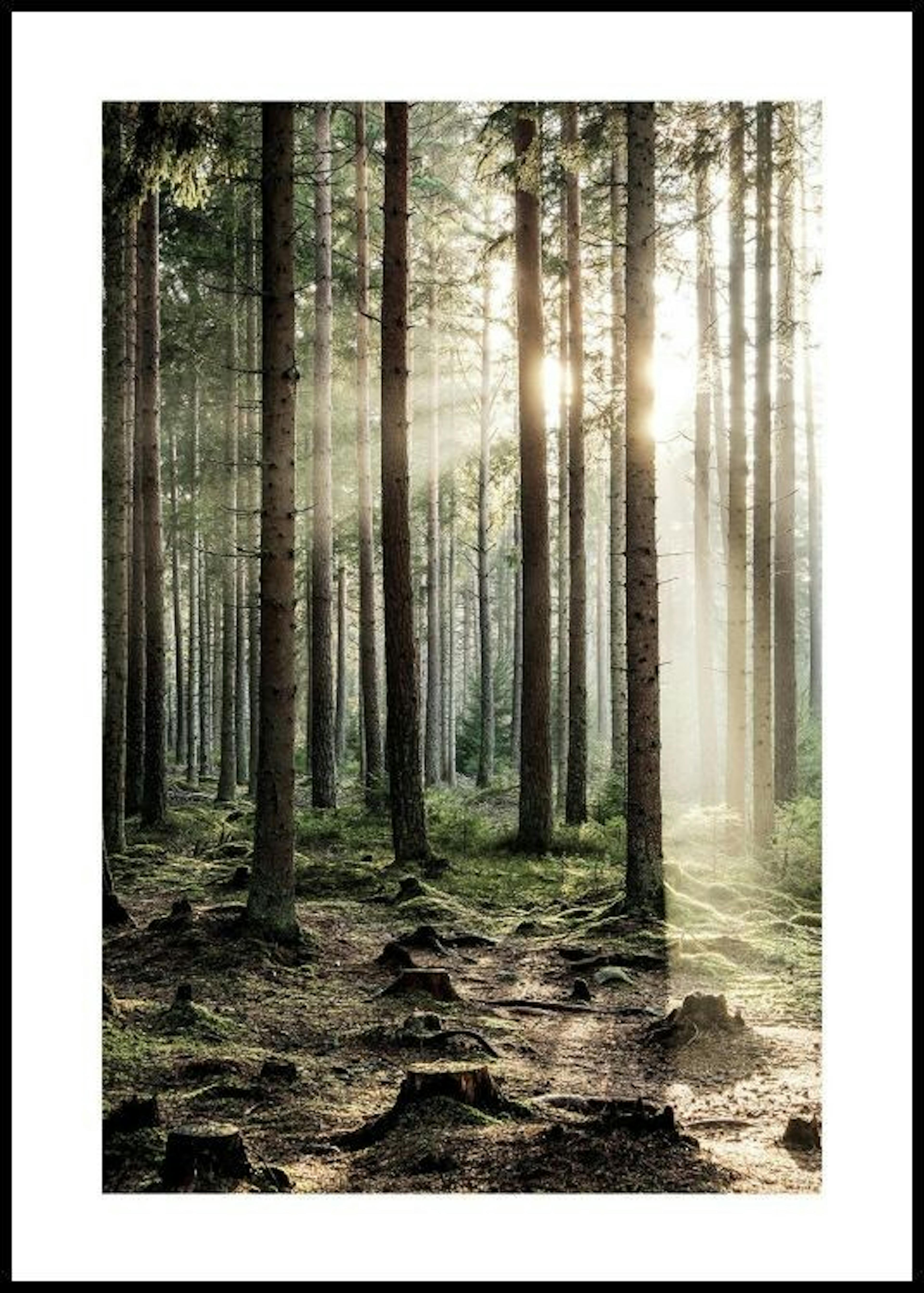숲속의 햇살 포스터 0