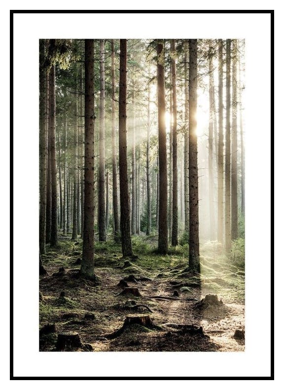 Skog i Solljus Poster (21x30 cm) - Poster Store