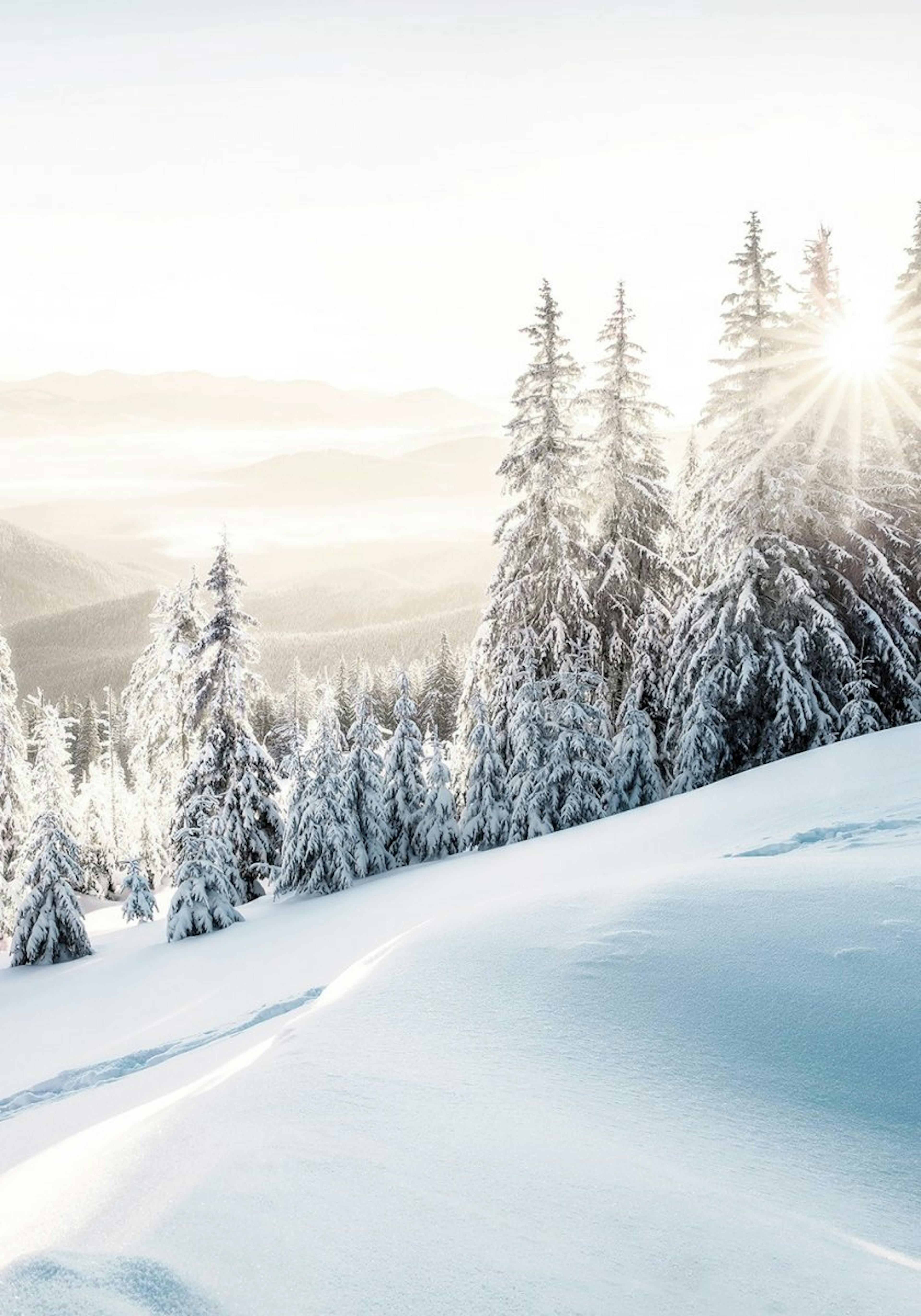 Winter Sunrise Poster 0