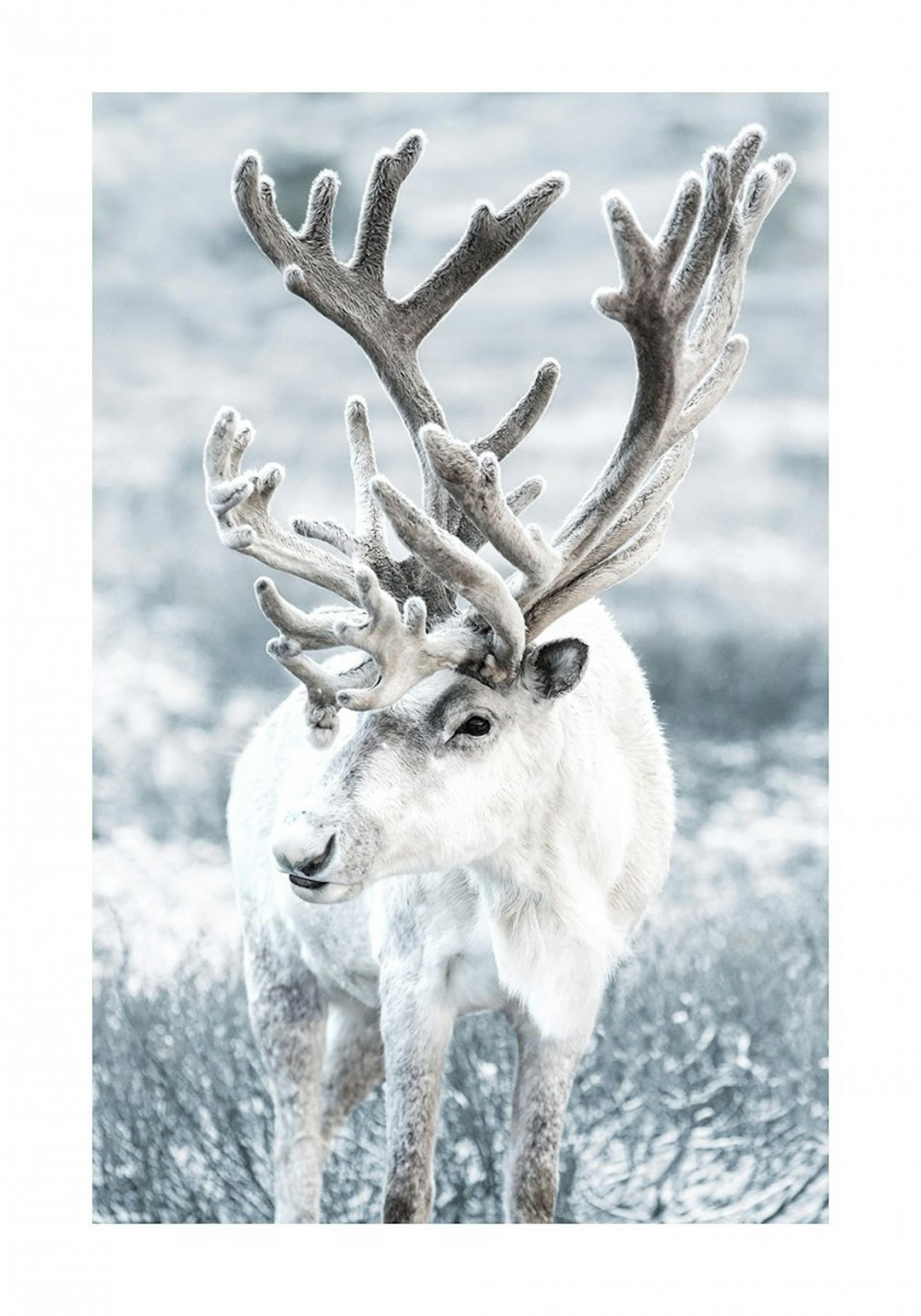 Winter Reindeer Poster 0