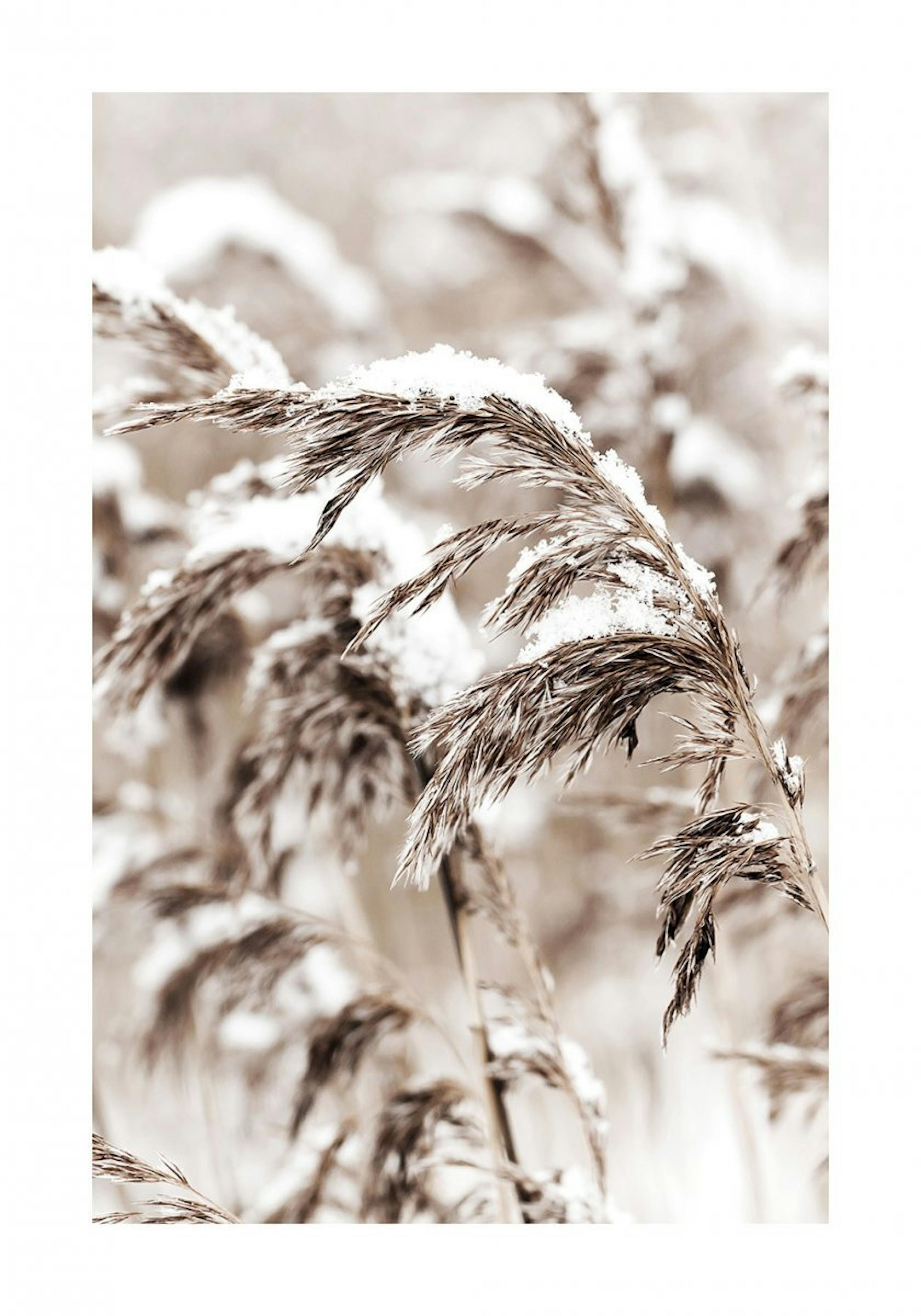 Snowy Reed Poster 0