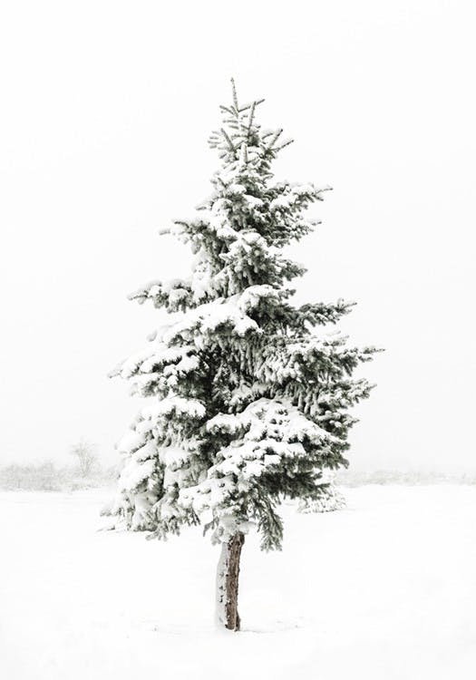 Snedækket Grantræ Plakat 0