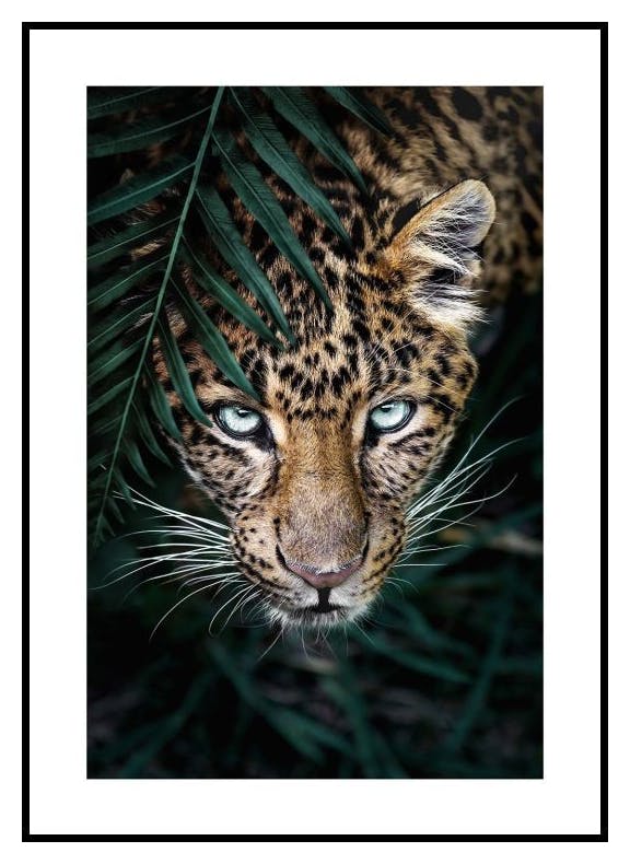 Plakat Dziki Lampart (21x30 cm) - Poster Store