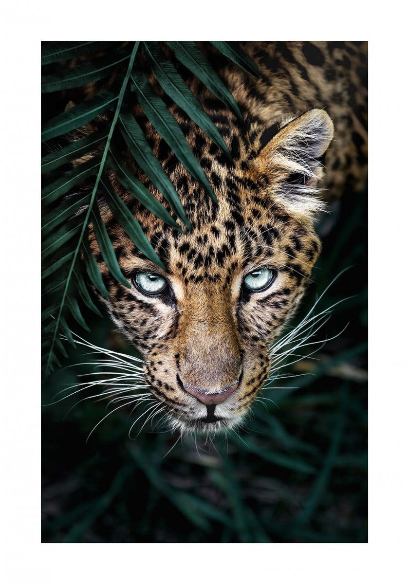 Vild Leopard Poster 0