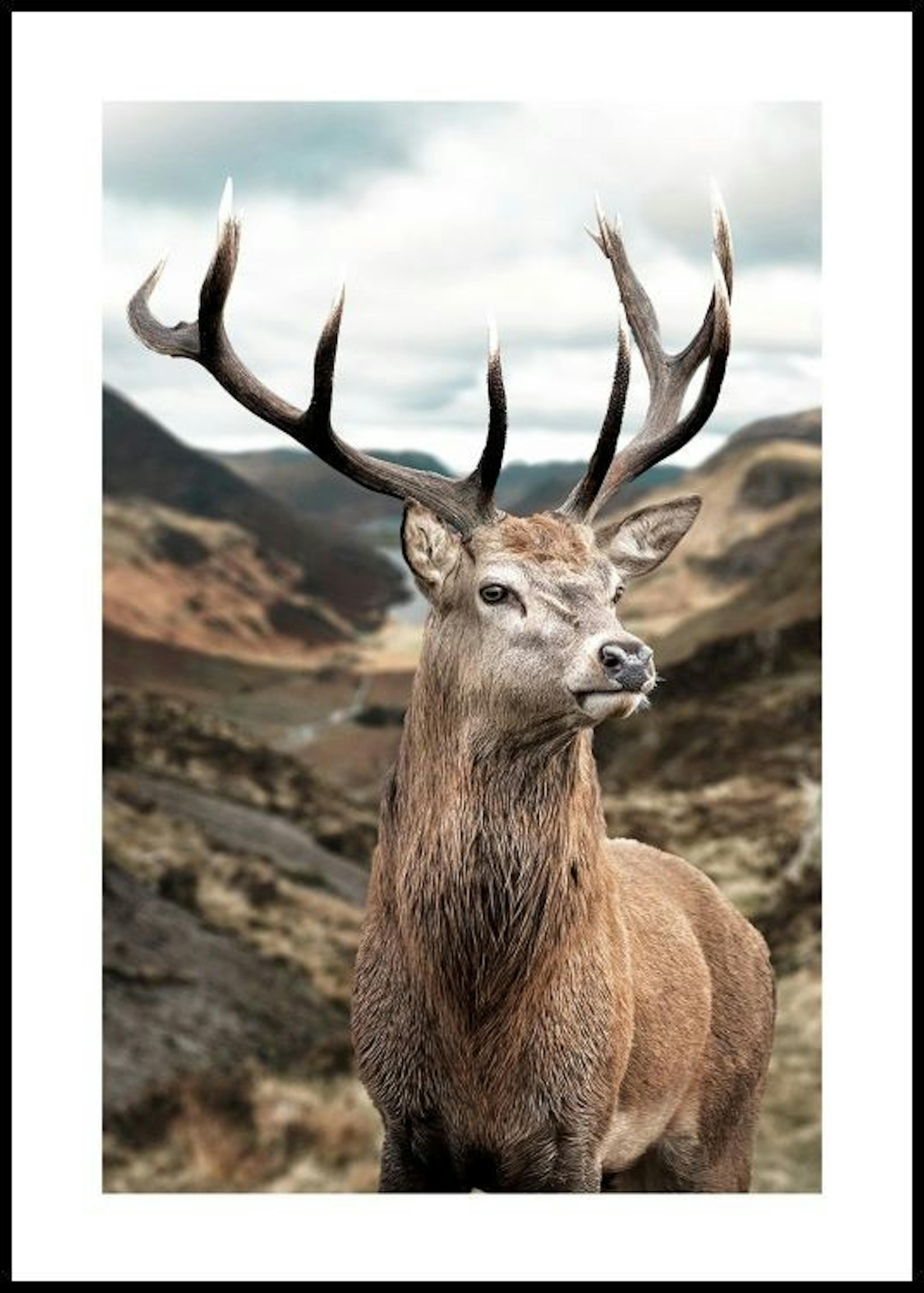 Majestic Deer Poster thumbnail