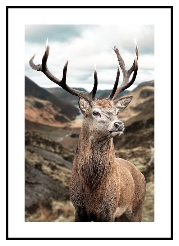 Majestic Deer Poster (21x30 cm) - Poster Store