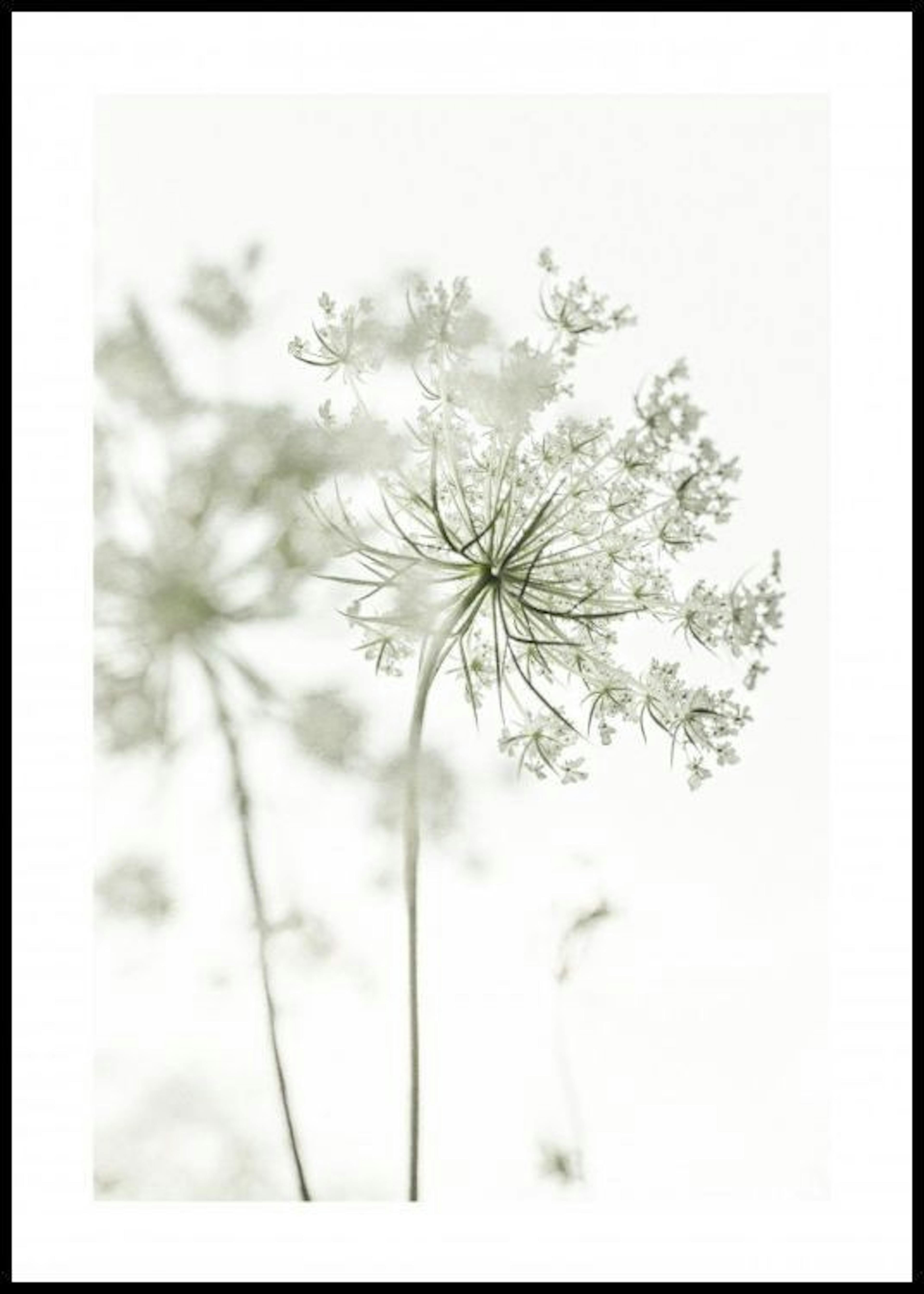 흰 들꽃 포스터 0