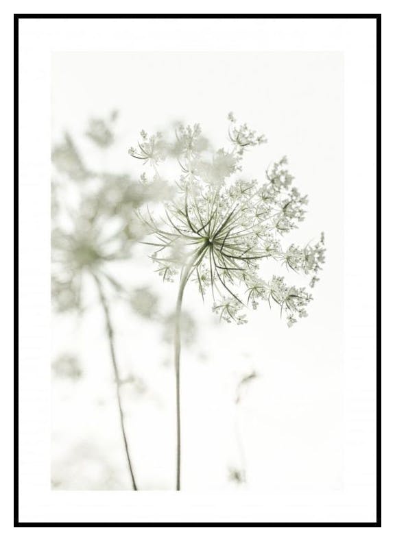 Vit Stor Blomma Poster (21x30 cm) - Poster Store