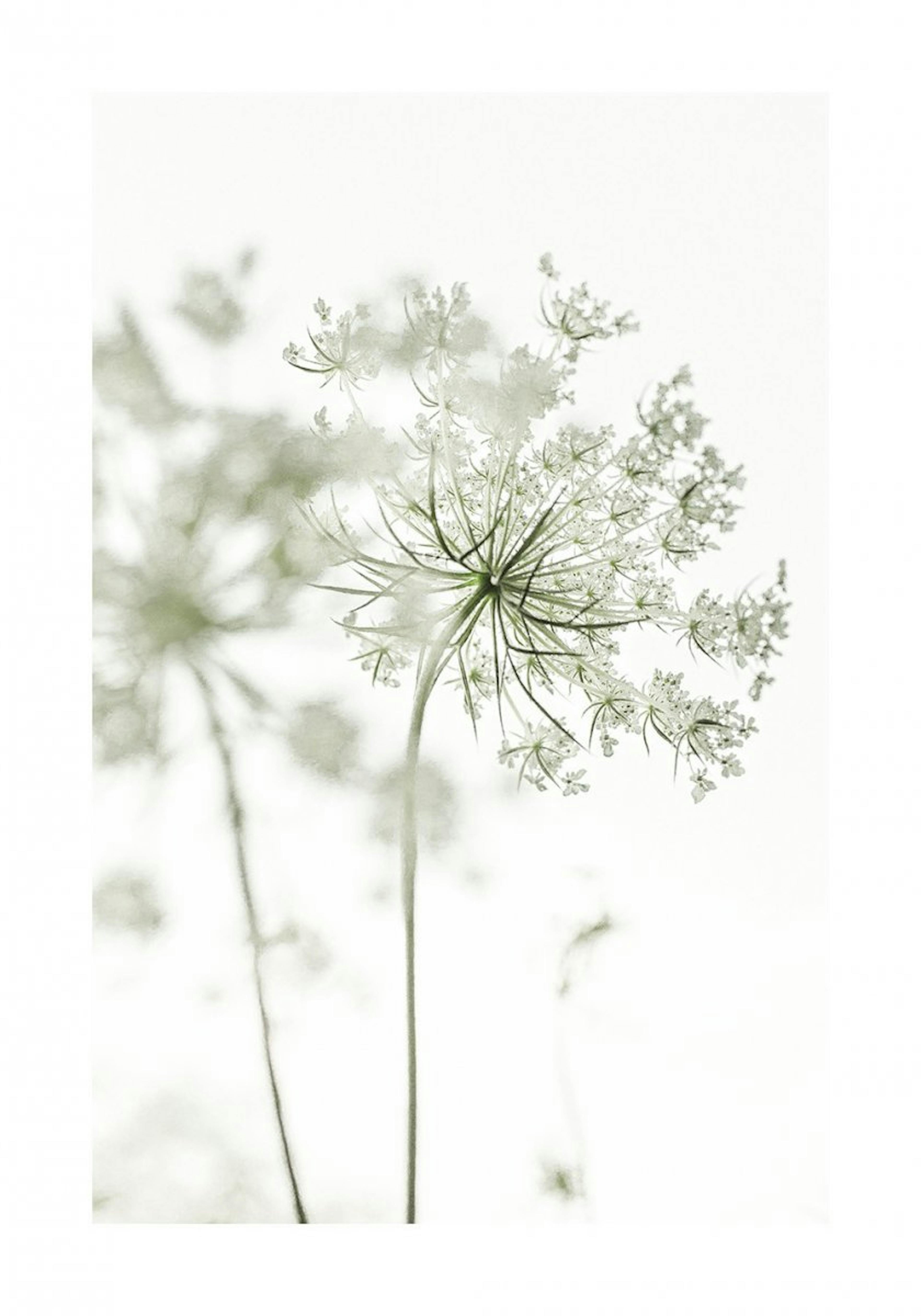 Lace Flower Affiche 0