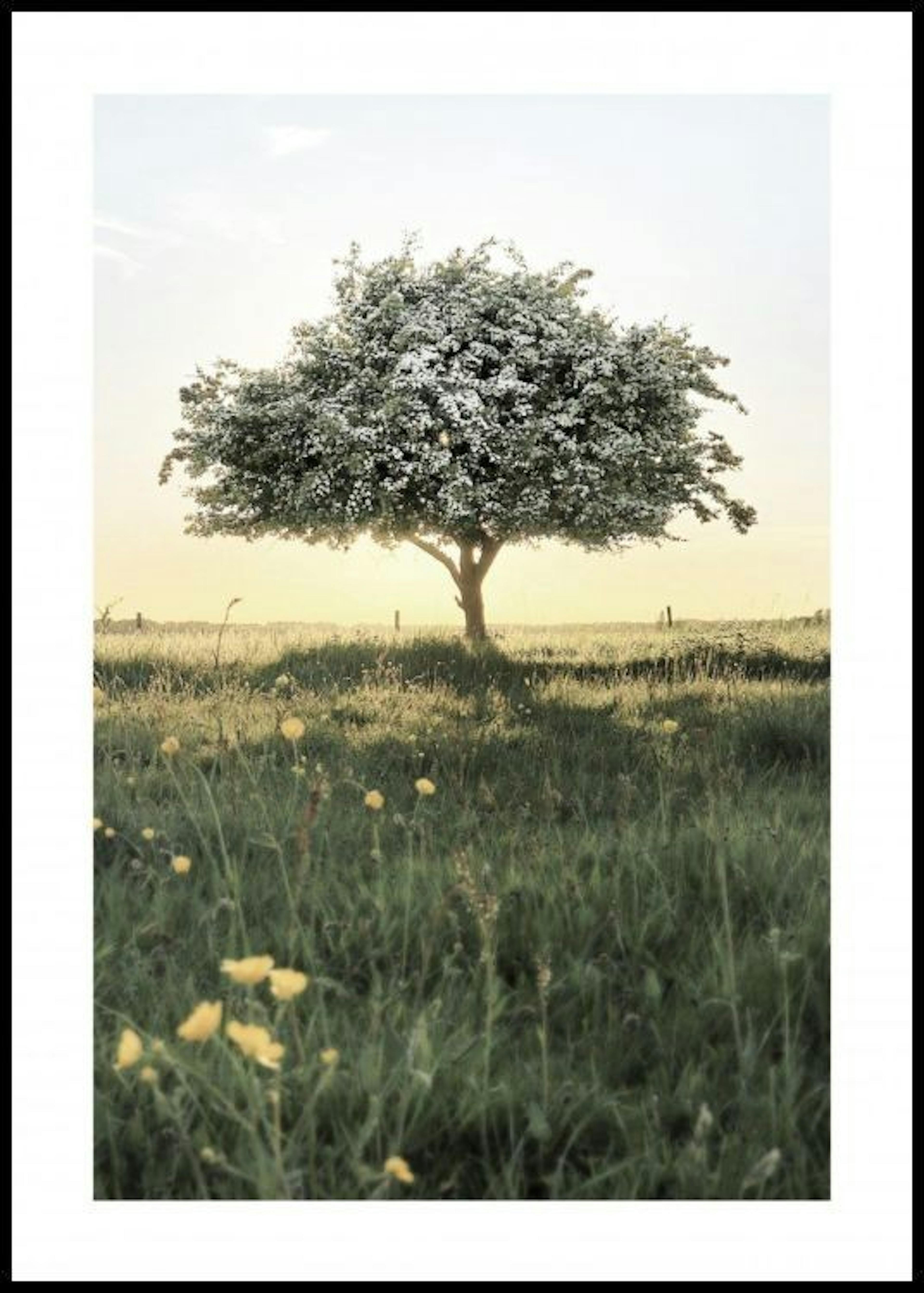 Blomstrende Træ Plakat 0