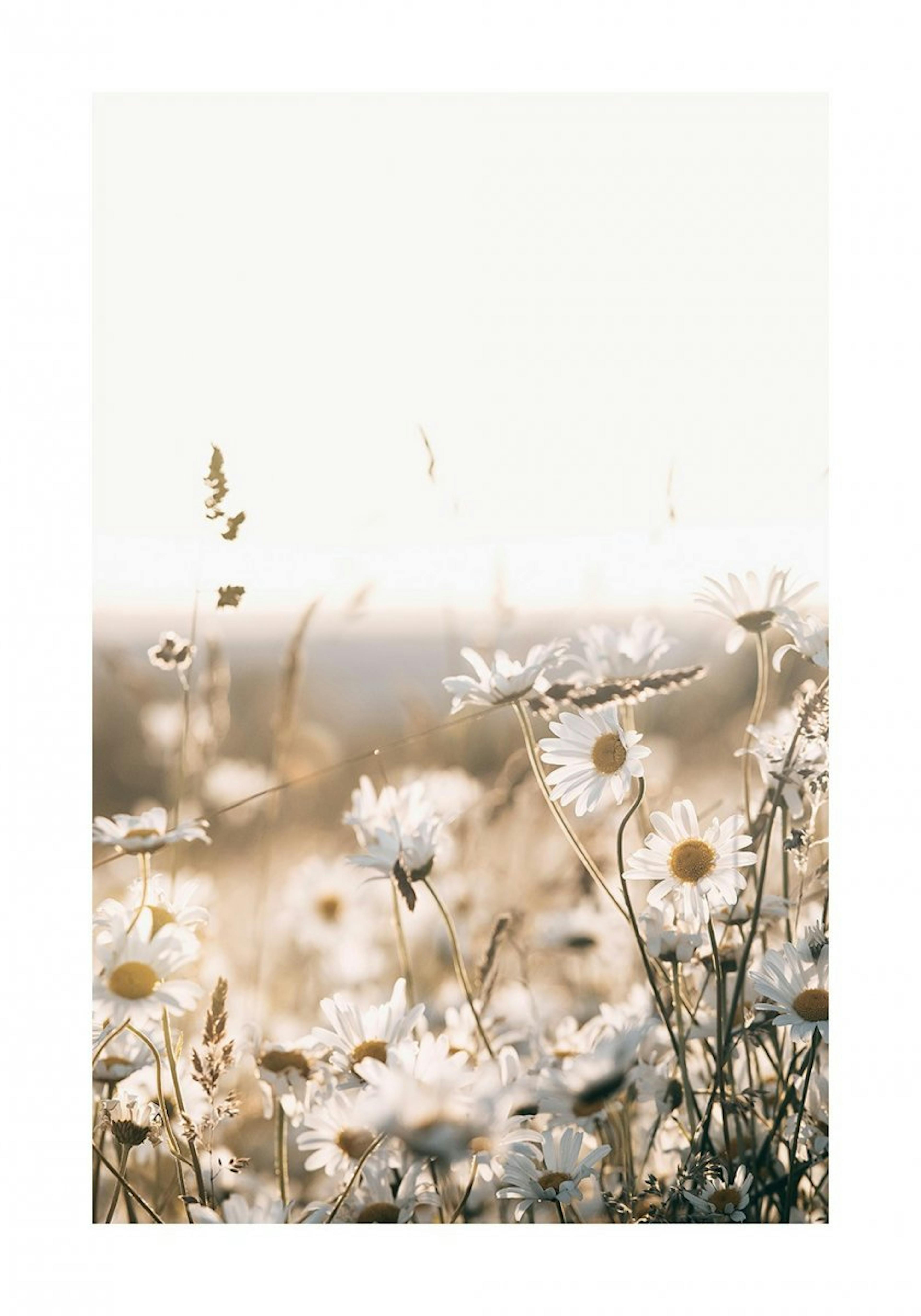Field of Daisies Poster 0