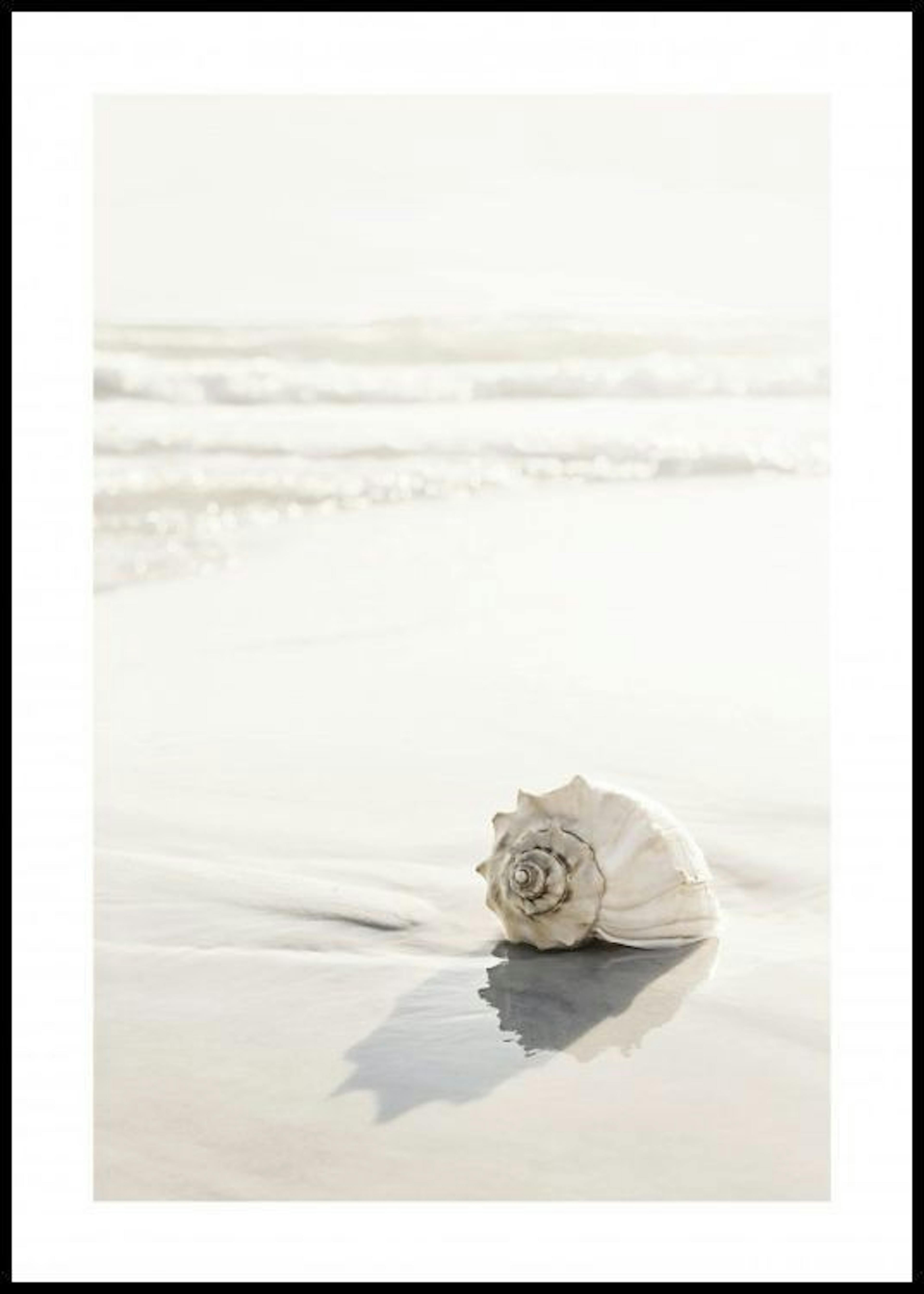 Beach Seashell Poster 0
