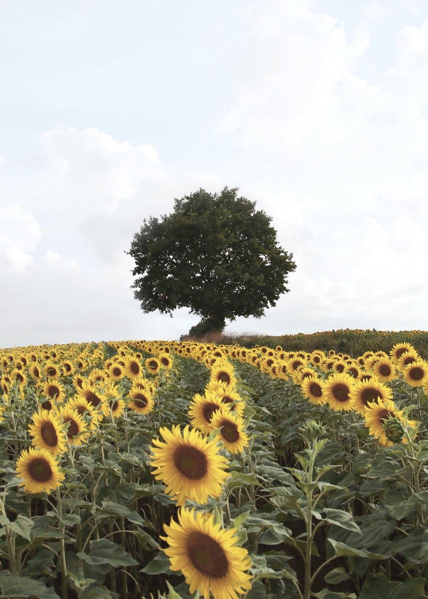 Sunflower Meadow Poster 0