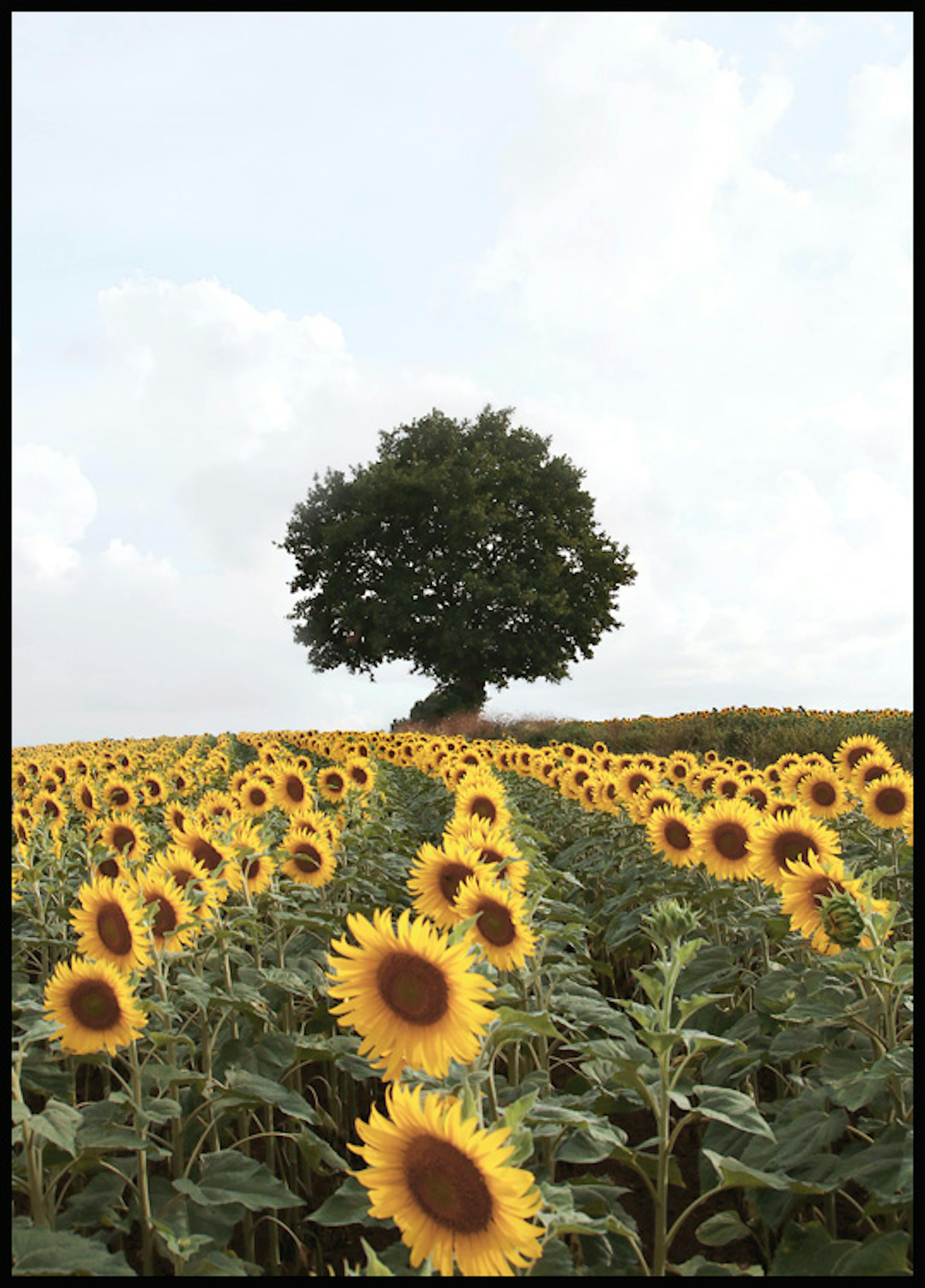 Sonnenblumenwiese Poster 0