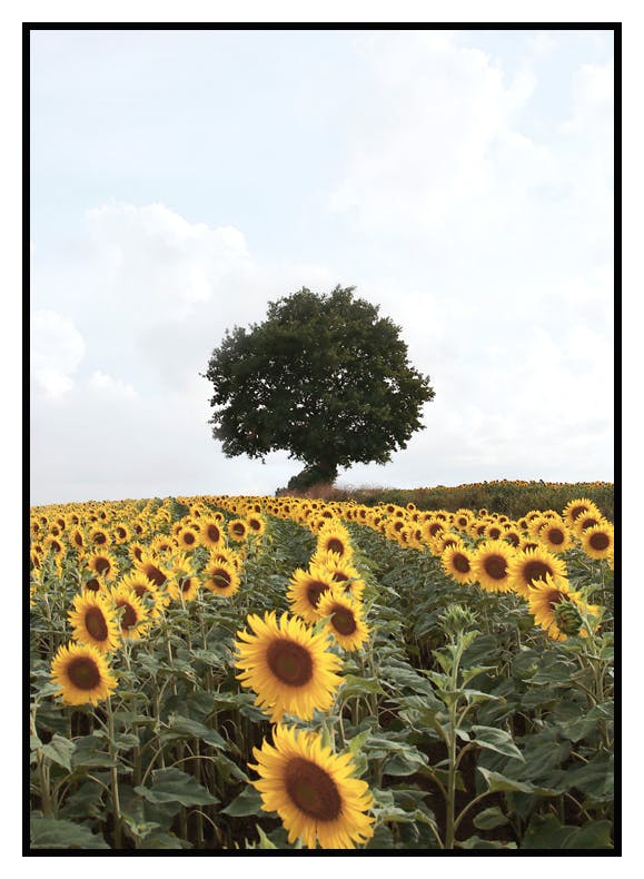 Sunflower Meadow Affiche (50x70 cm) - Poster Store