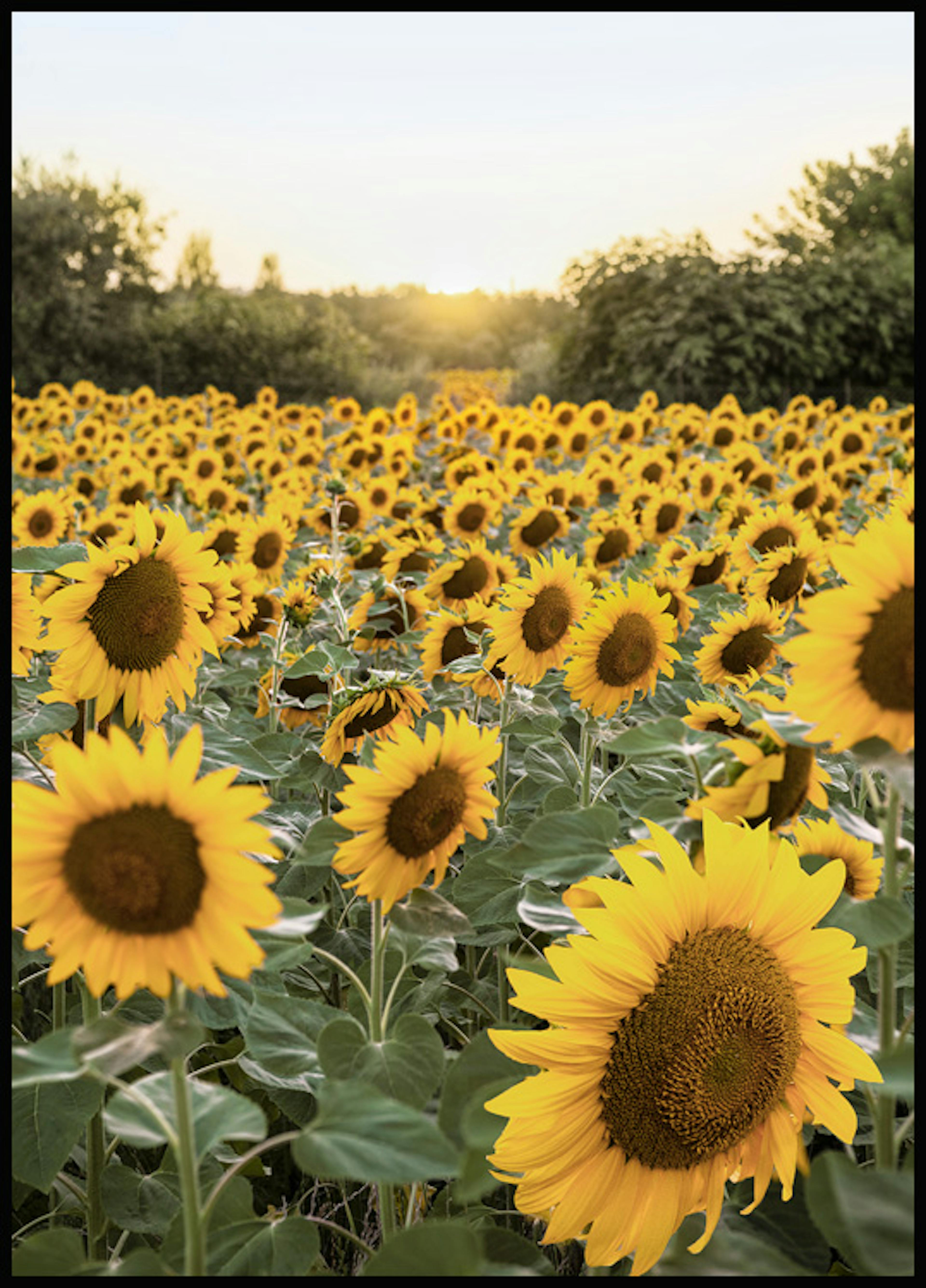Sunflower Sunset Poster 0