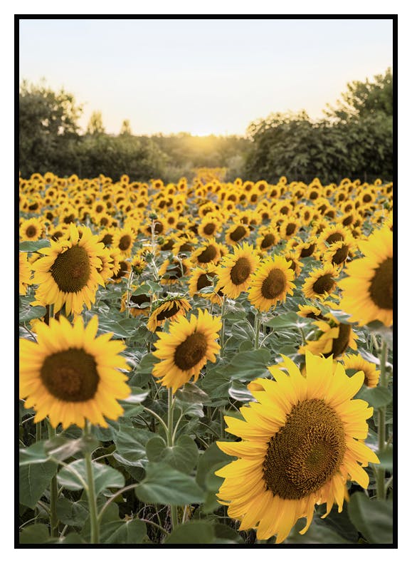 Girasoli al Tramonto Poster (50x70 cm) - Poster Store