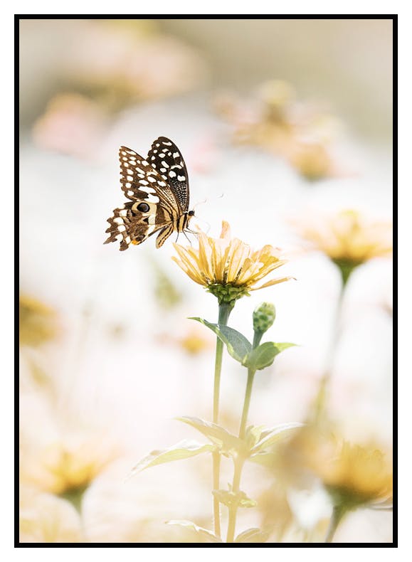 Plakat Motyl Na Żółtym Kwiatku (30x40 cm) - Poster Store