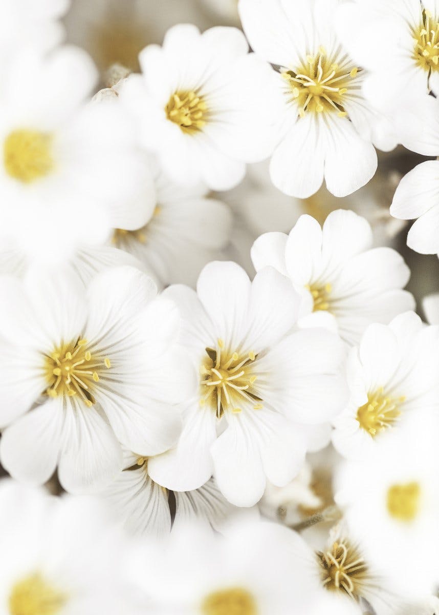 Pugét bílých květin Plakát 0