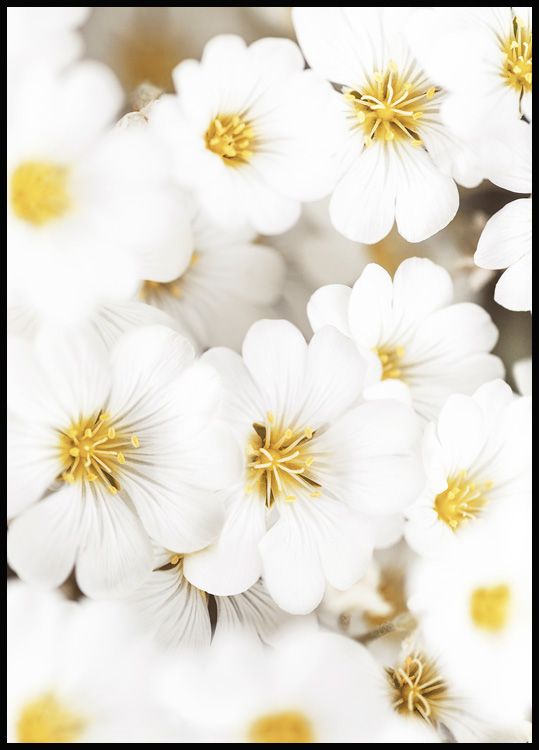 arbejdsløshed Tilbagetrækning klud Hvide Sommer Blomster Plakat – sommerplakater