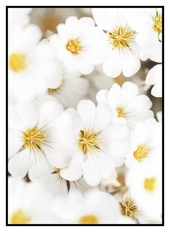 Plakat Białe Wiosenne Kwiaty (21x30 cm) - Poster Store