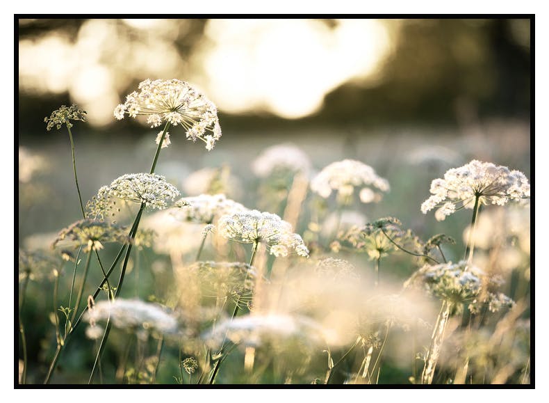 Prints White Flowers in Sunlight Poster (30x40 cm) - Poster Store