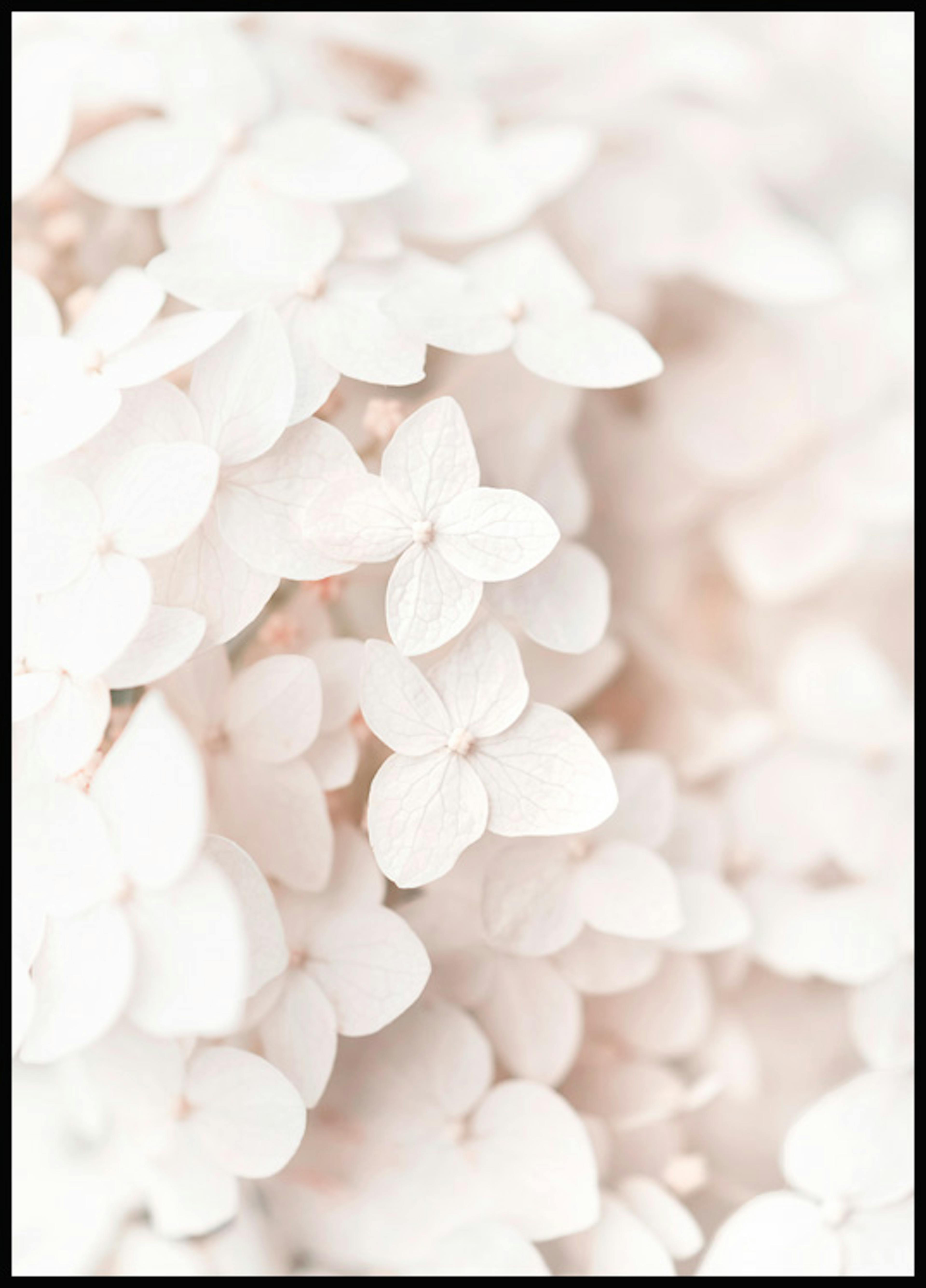 白い紫陽花のポスター 0