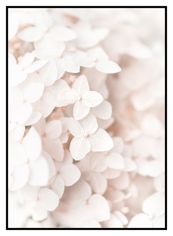 Valkoinen Hortensia Juliste (50x70 cm) - Poster Store