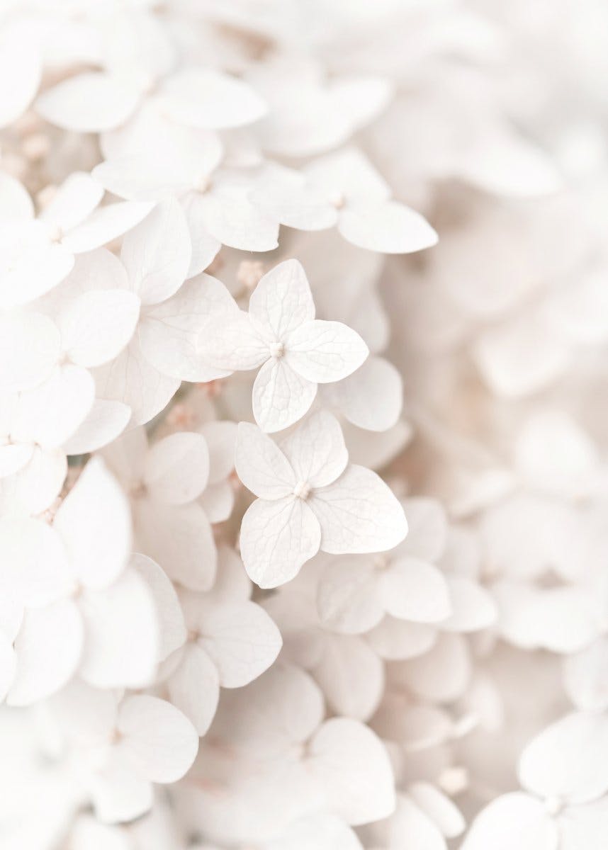 Valkoinen Hortensia Juliste 0