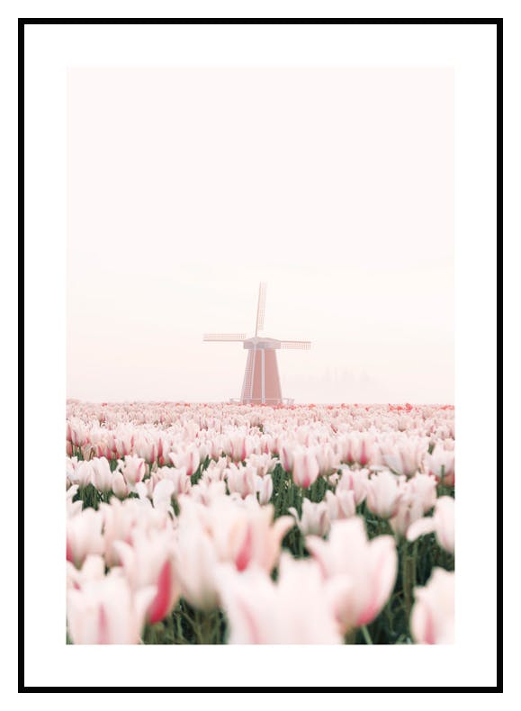 Plakat Wiatrak Za Tulipanami (50x70 cm) - Poster Store