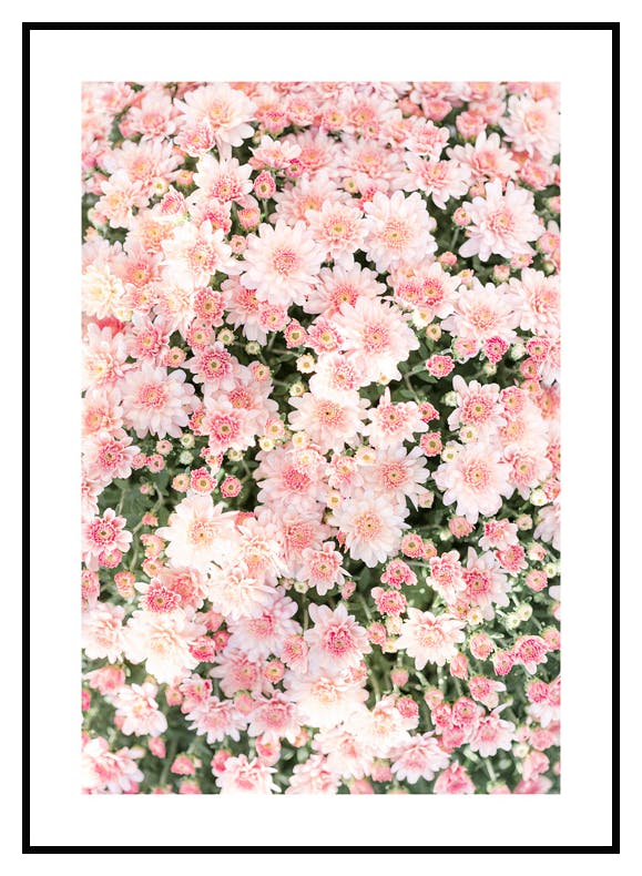 Rosa Krysantemum (50x70 cm) - Poster Store