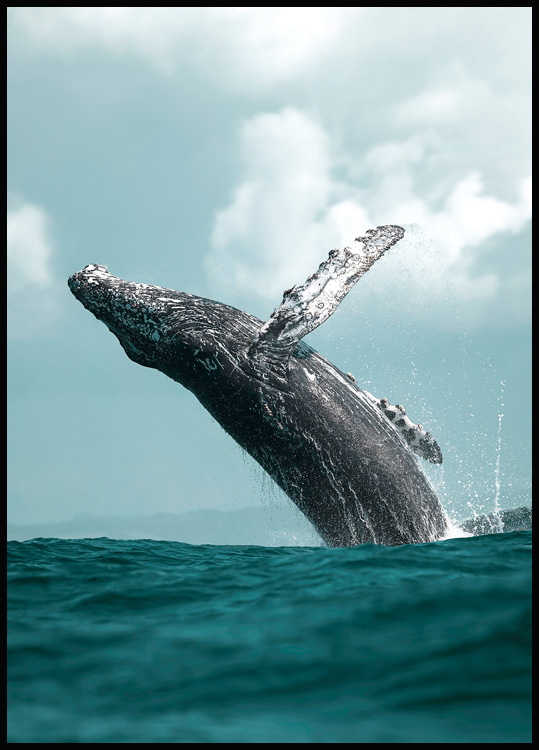 Salto della Balena Poster - Poster mare